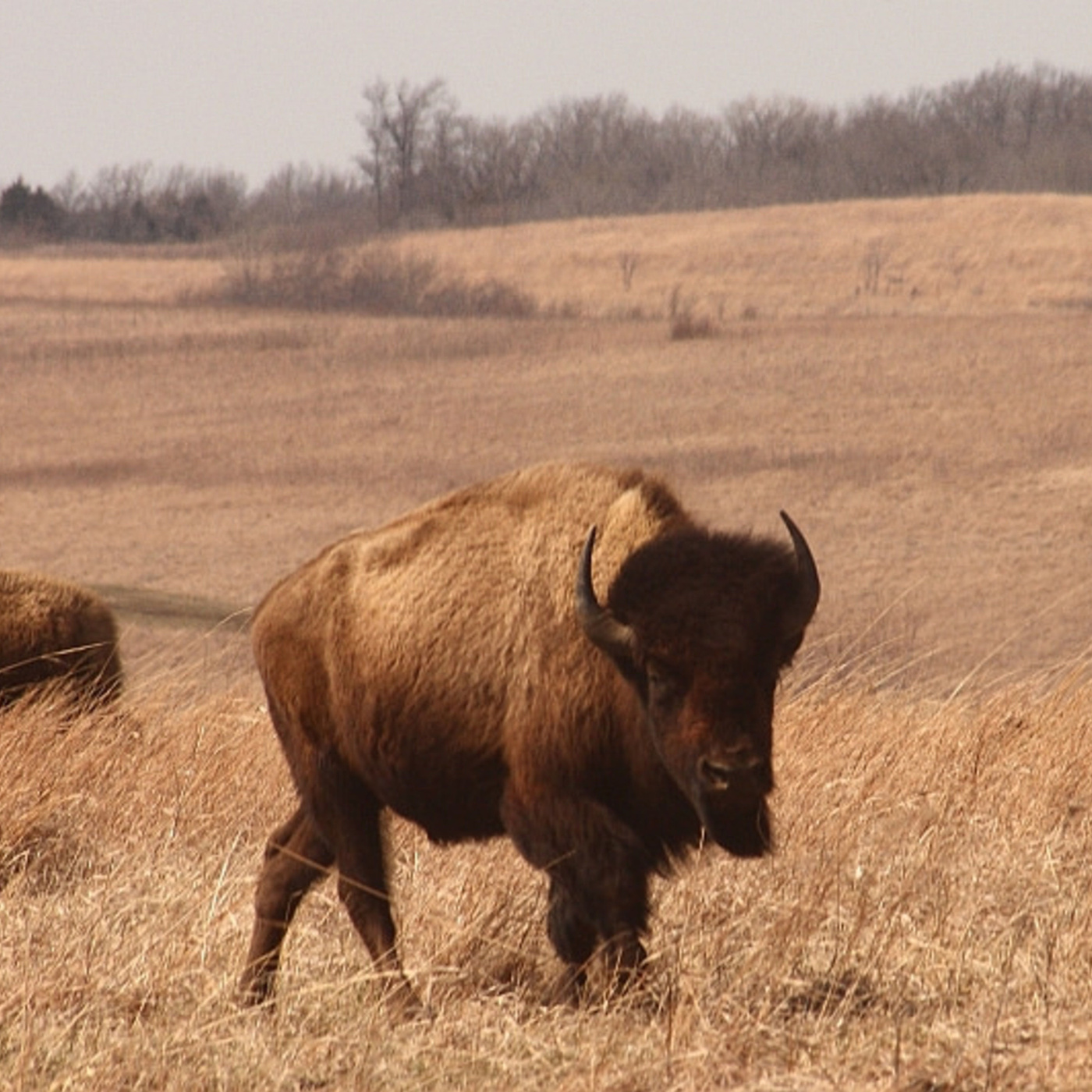 Episode 98: Spreading The Word To Save The (Buffalo) Herd episode artwork