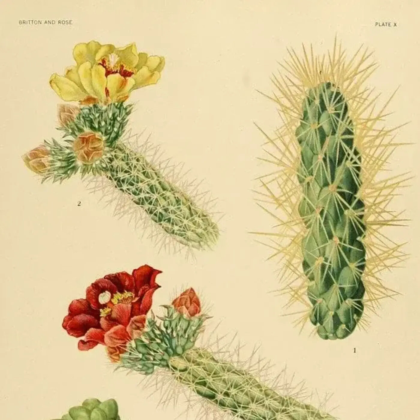 Ep. 411 - Chollas & Biodiversity Revisited