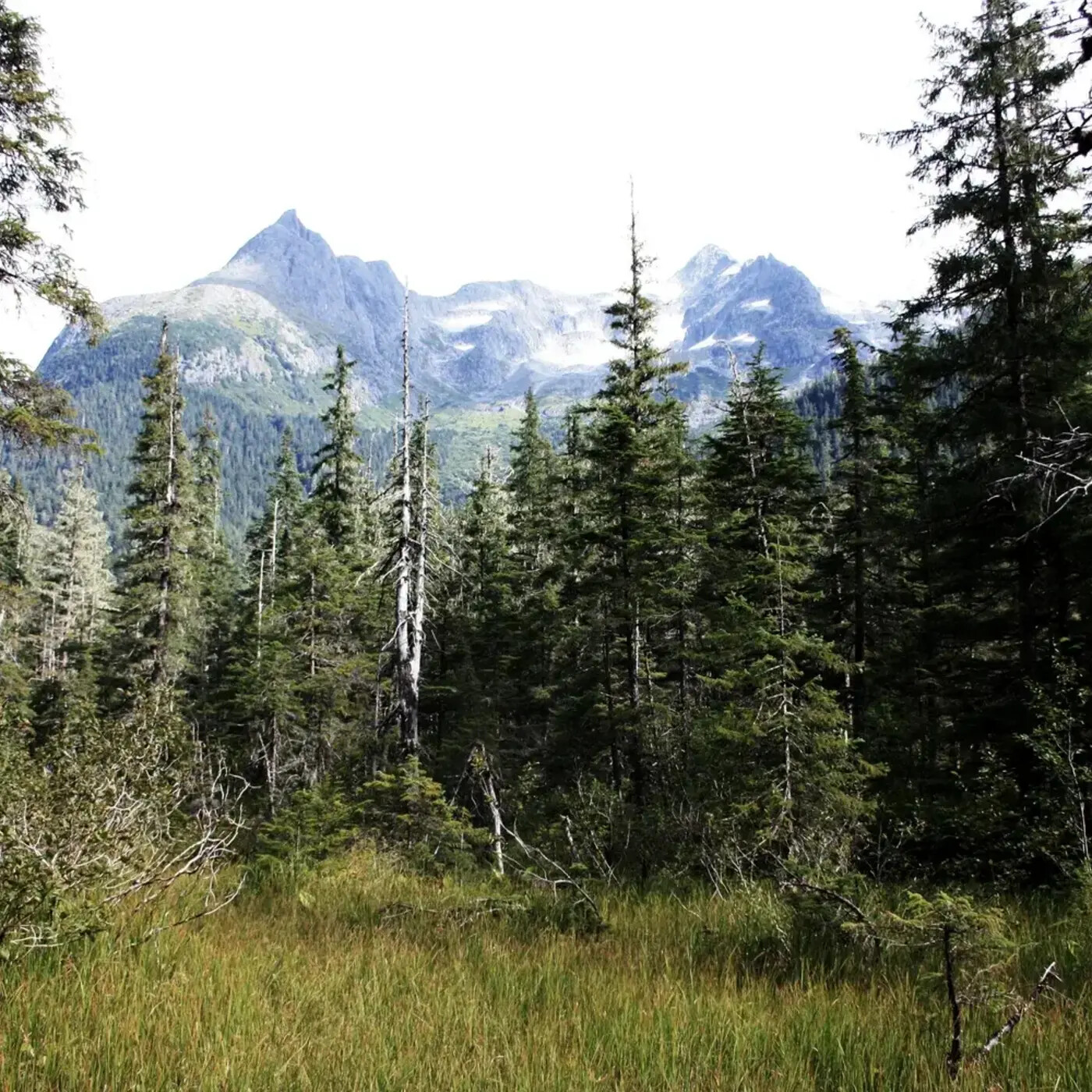 Ep. 321 - Rapid Changes in Slow-Growing Ecosystems