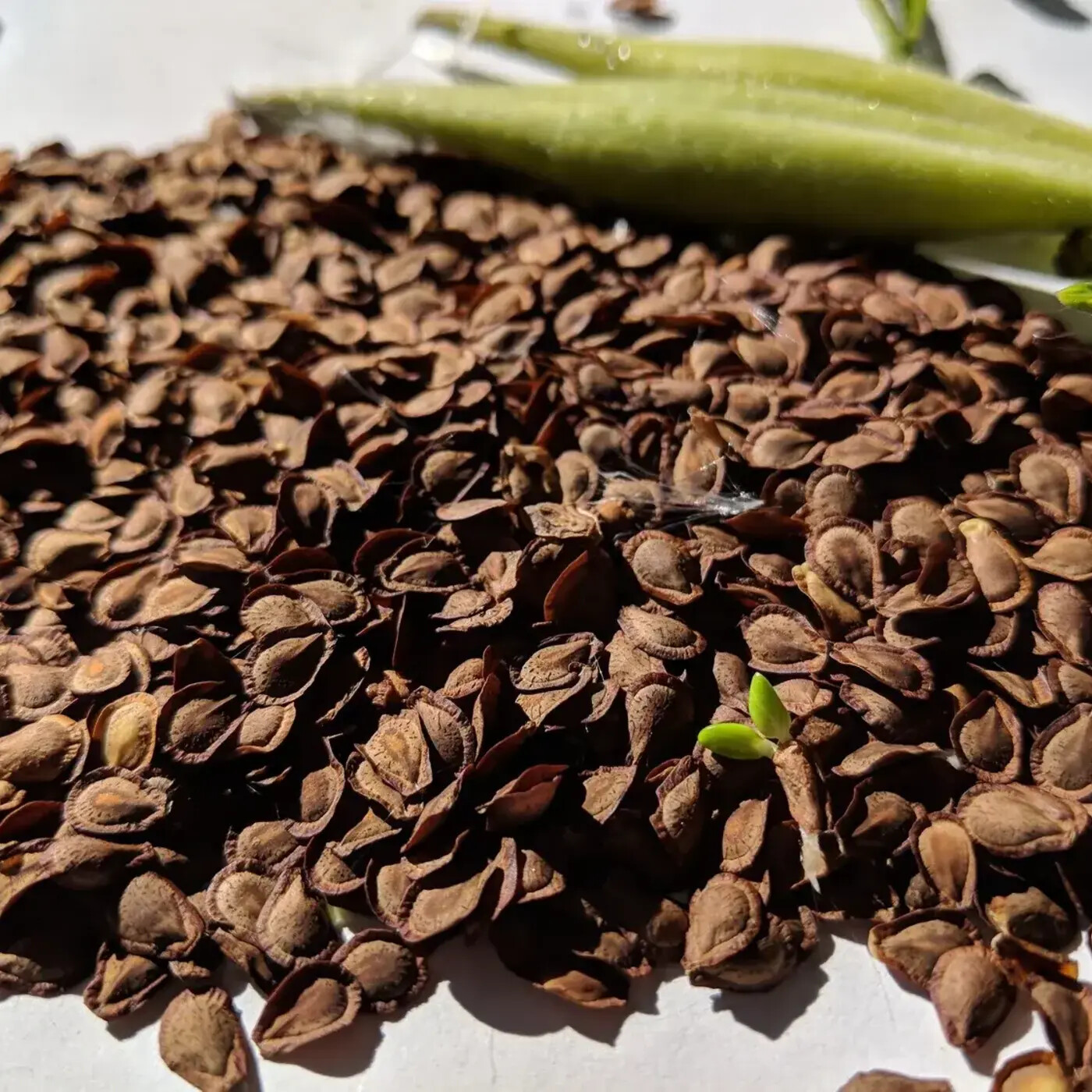 In Defense of Plants Podcast