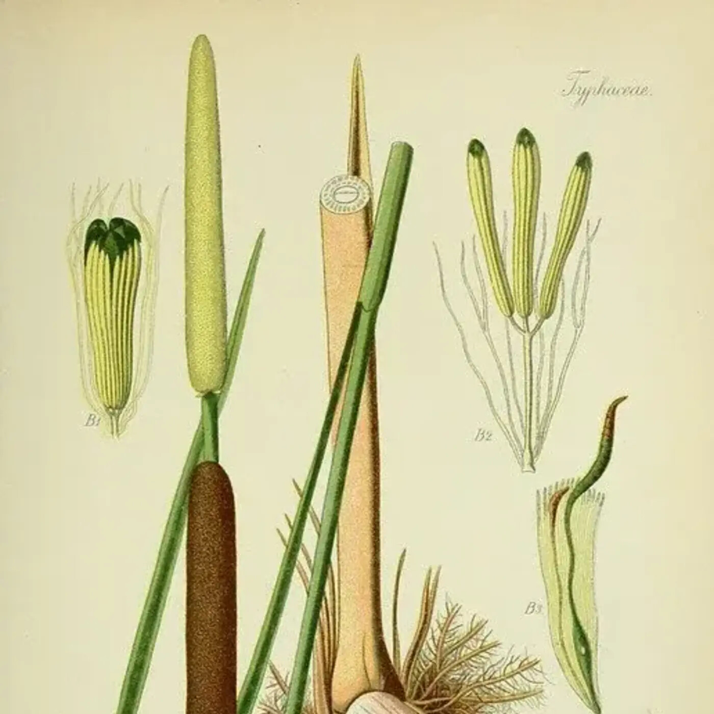 In Defense of Plants Podcast