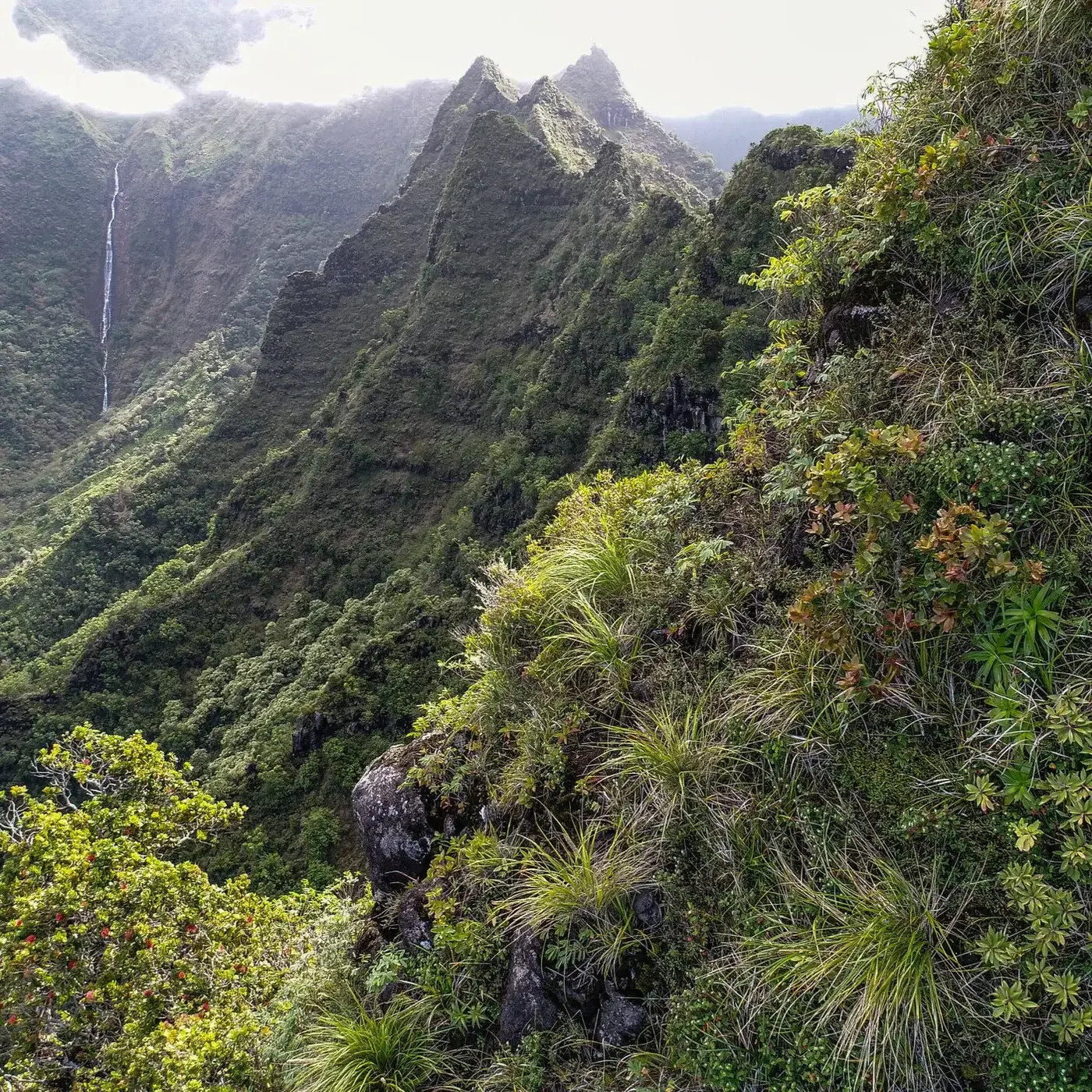 In Defense of Plants Podcast