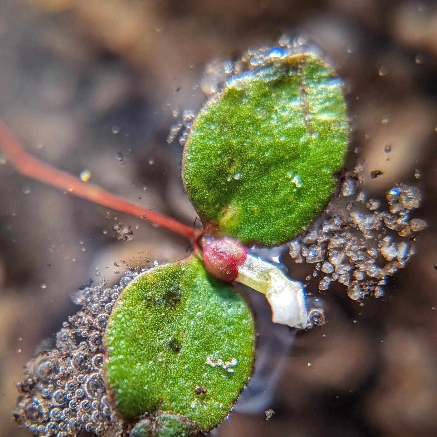 In Defense of Plants Podcast