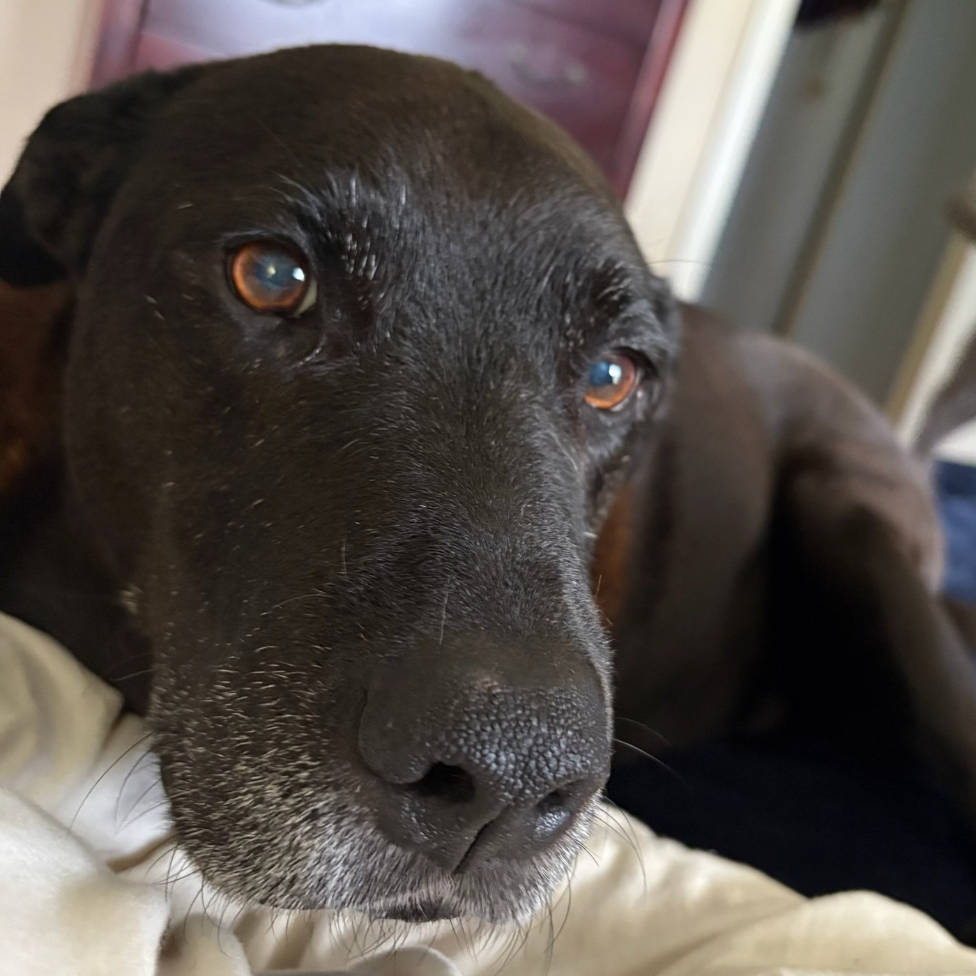 AFTER THE SHOW PODCAST: Sam's dog, Gus, is having seizures.