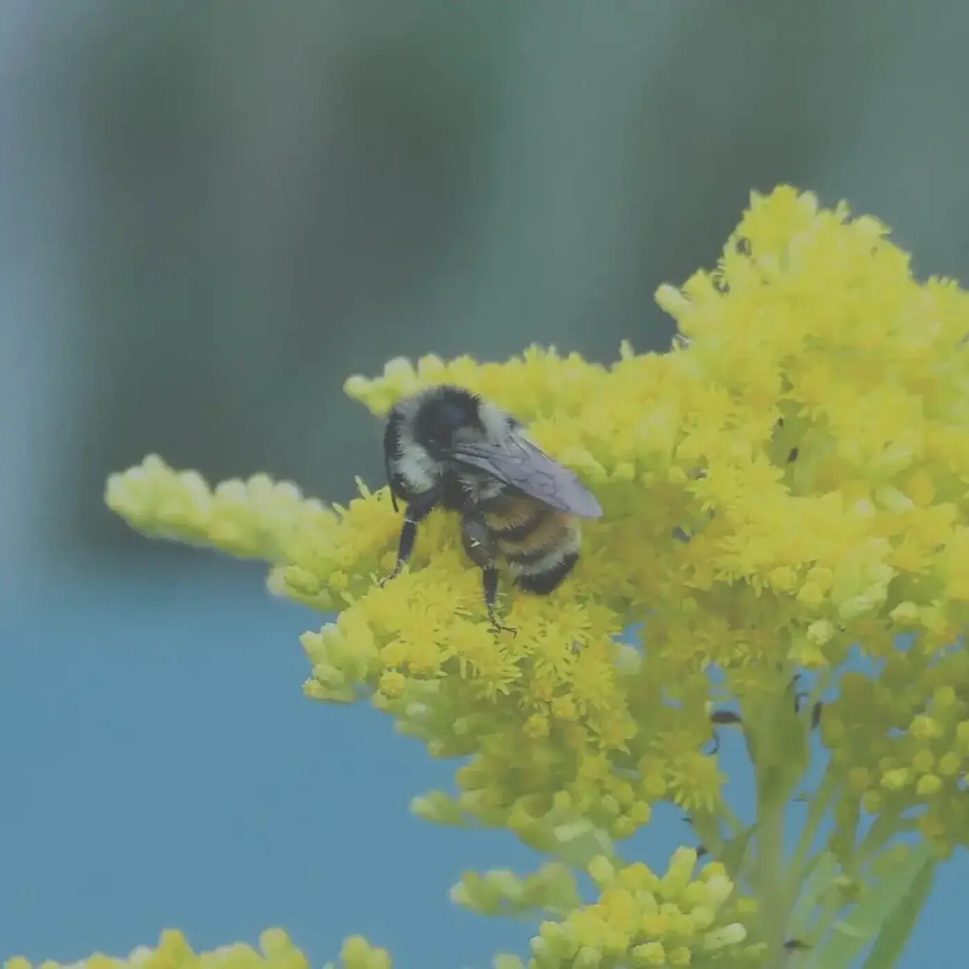 In Defense of Plants Podcast