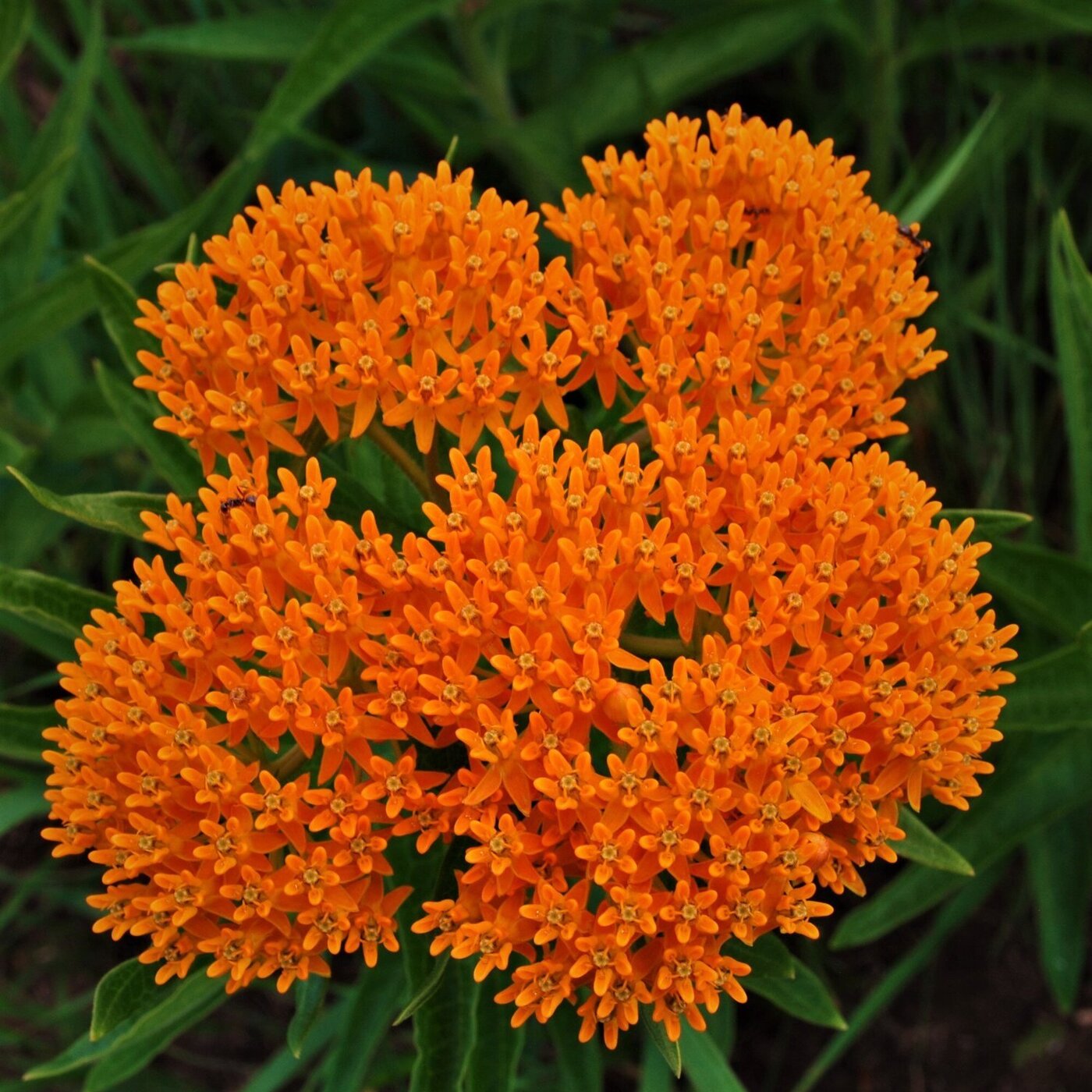 In Defense of Plants Podcast