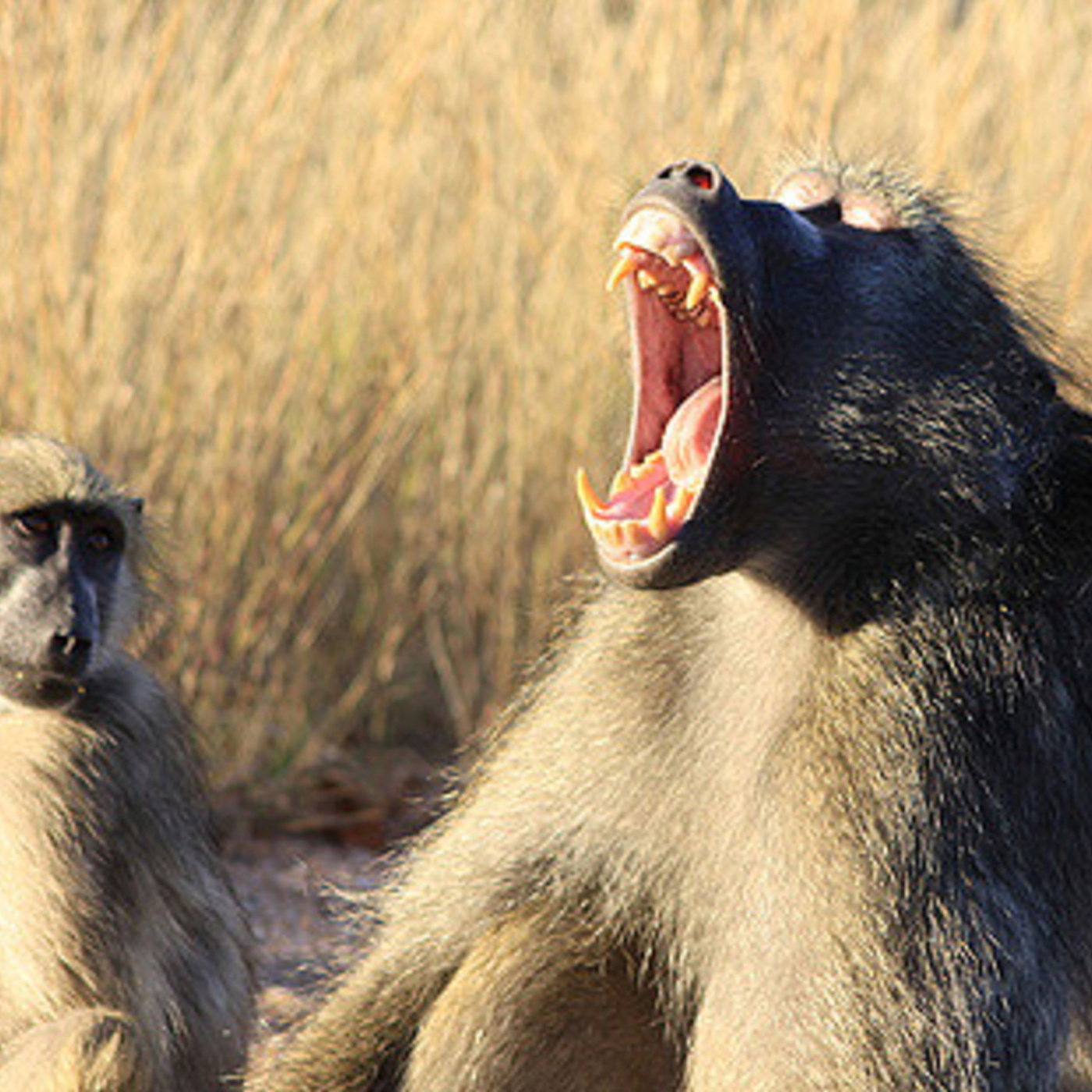Episode 96: "Because They Needed Me" – A Story of Baboons in South Africa and a Brave Woman Who Came to Their Aid episode artwork