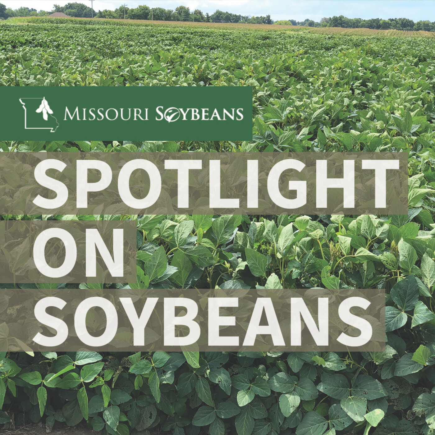 Missouri Soybean to Host Cover Crop Field Day episode artwork