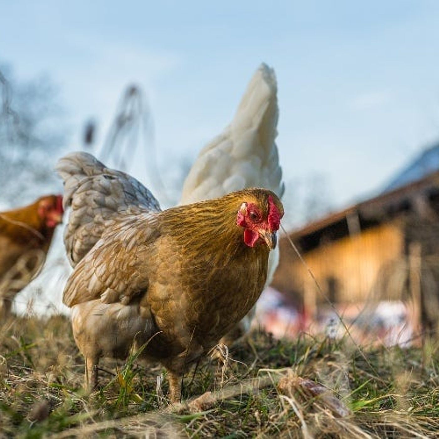 Why Meat Will Be the Most Expensive Commodity Very Soon and How to Stock up Now