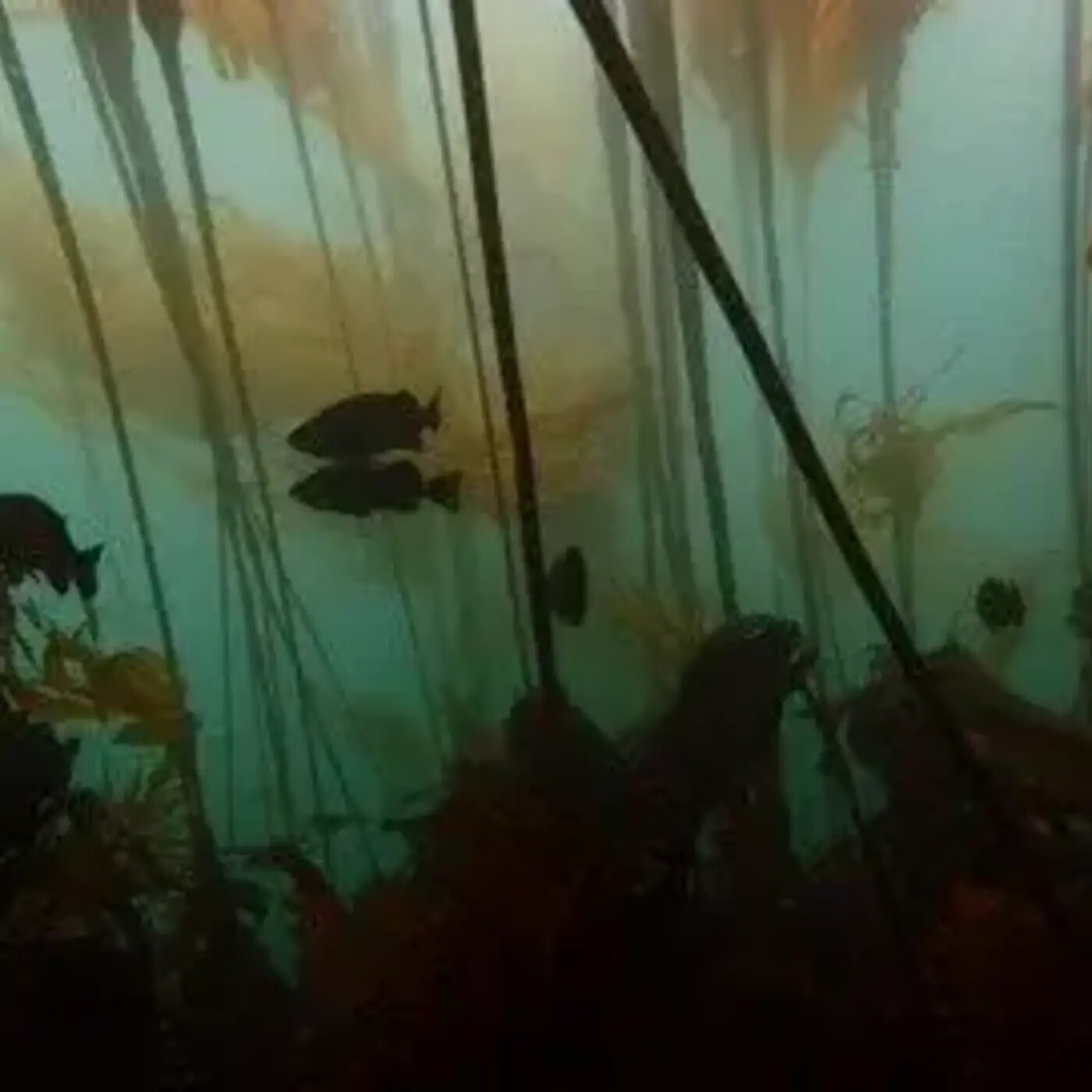 In Defense of Plants Podcast