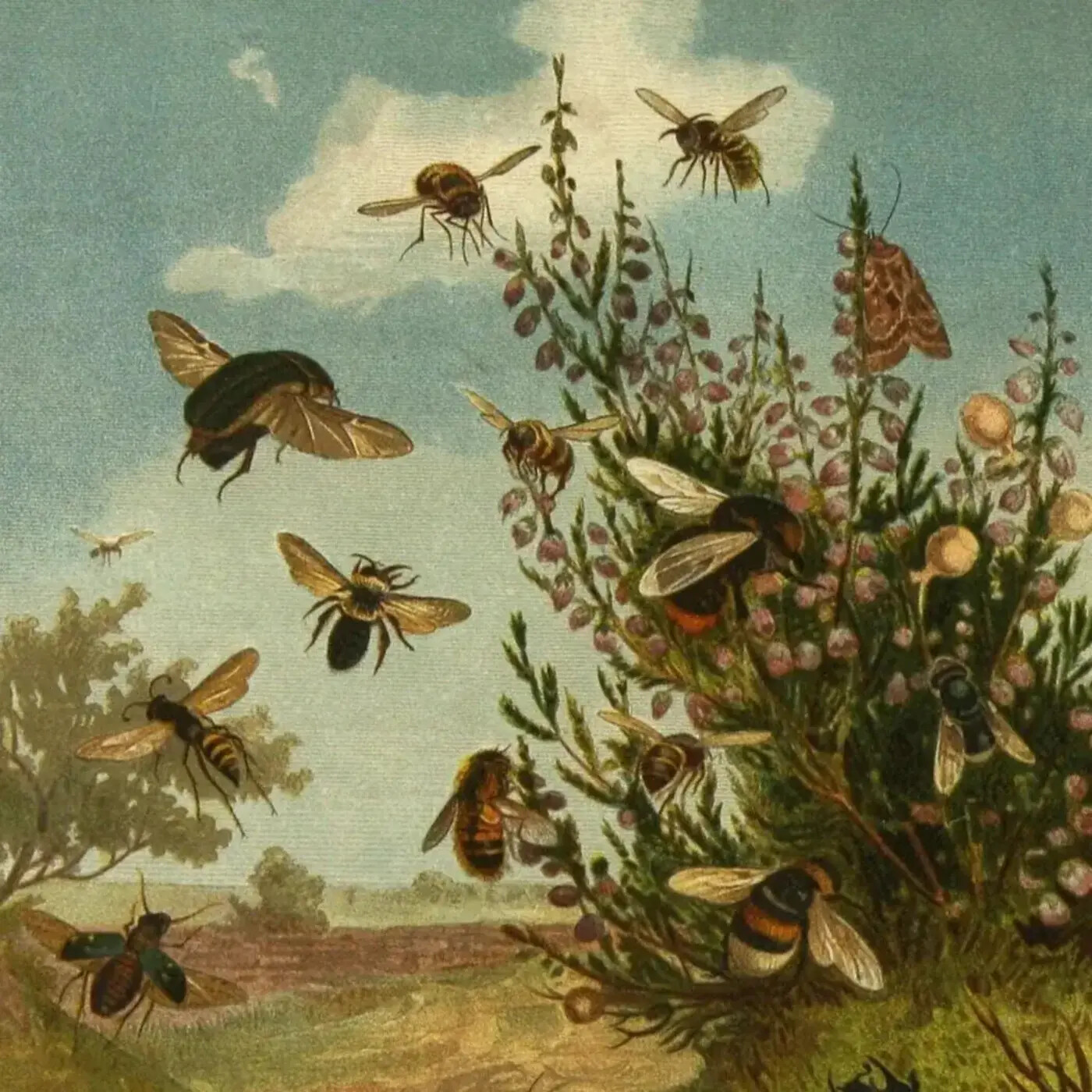 In Defense of Plants Podcast