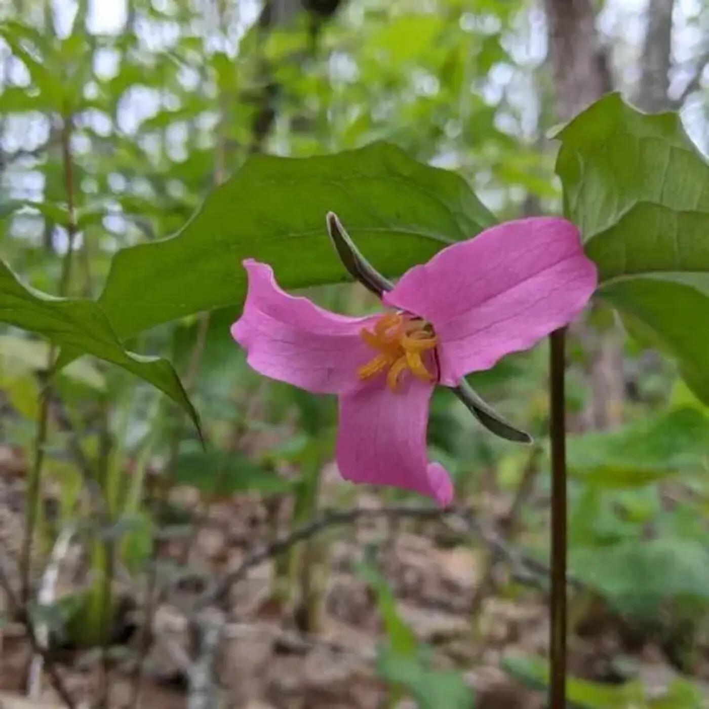 Ep. 326 - Trillium Diversity: A Story of Ants & Seed Dispersal