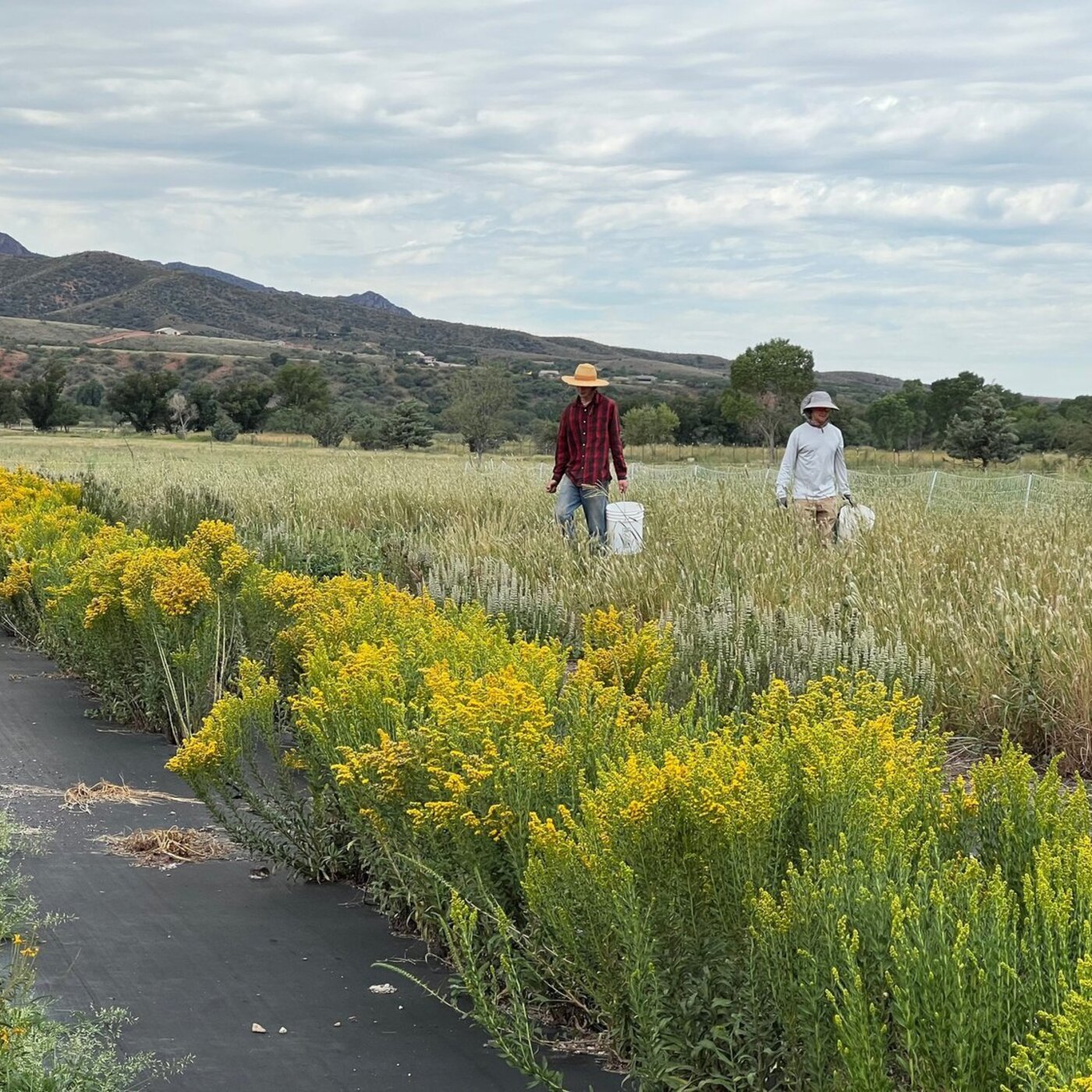 In Defense of Plants Podcast