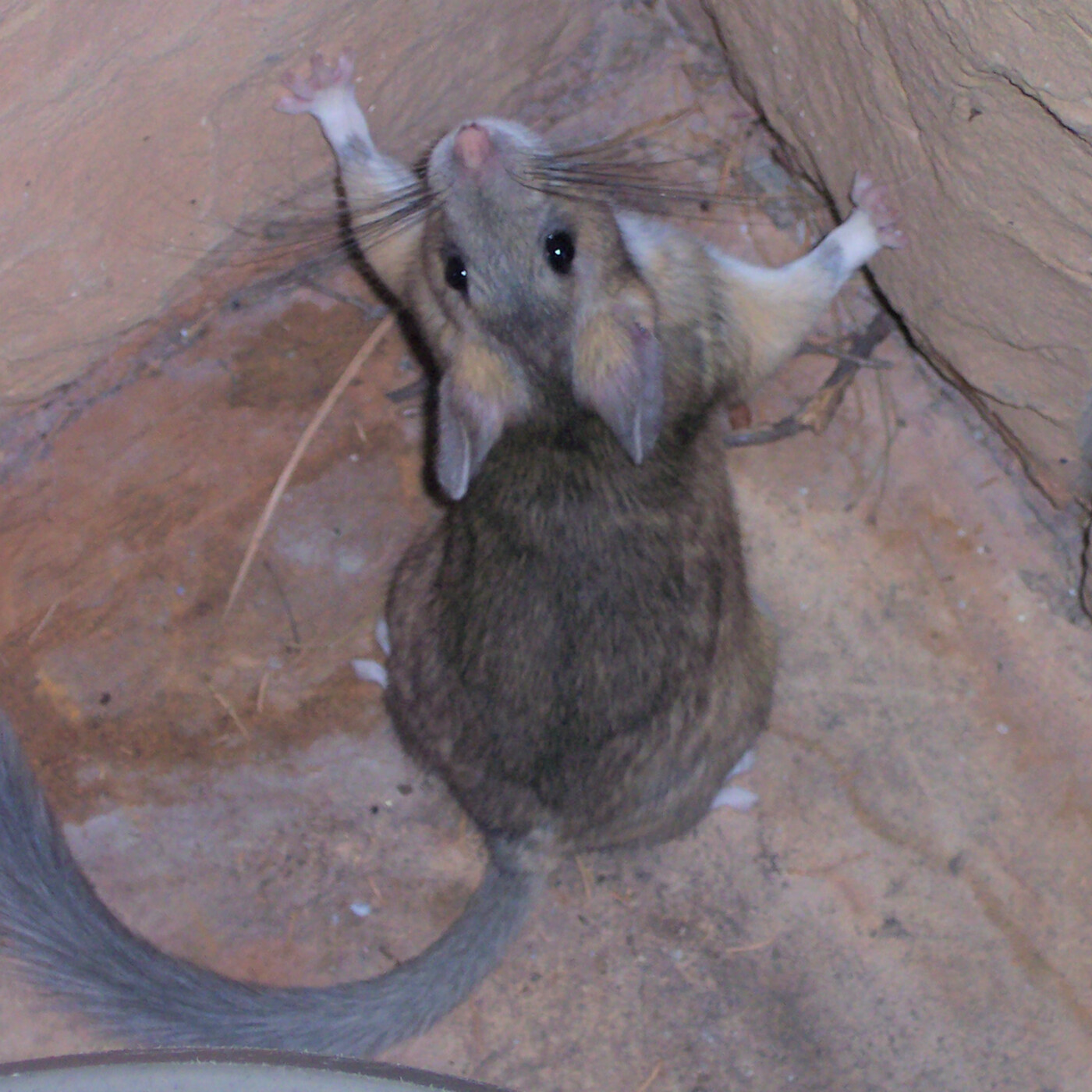 In Defense of Plants Podcast