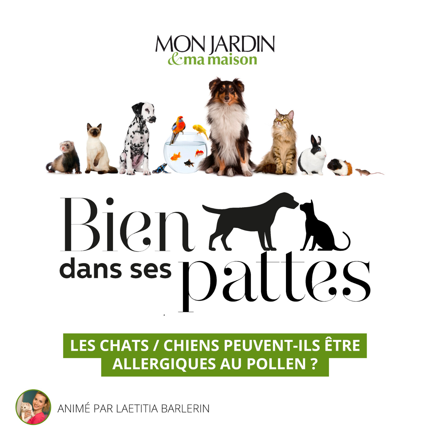 Les chats, les chiens peuvent-ils être allergiques au pollen ?