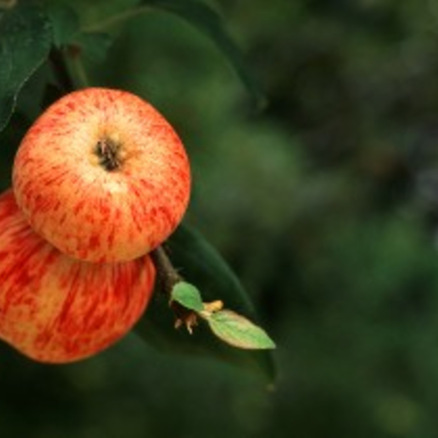 Episode 334: Grave Case of the Gravenstein: Saving an Heirloom Apple
