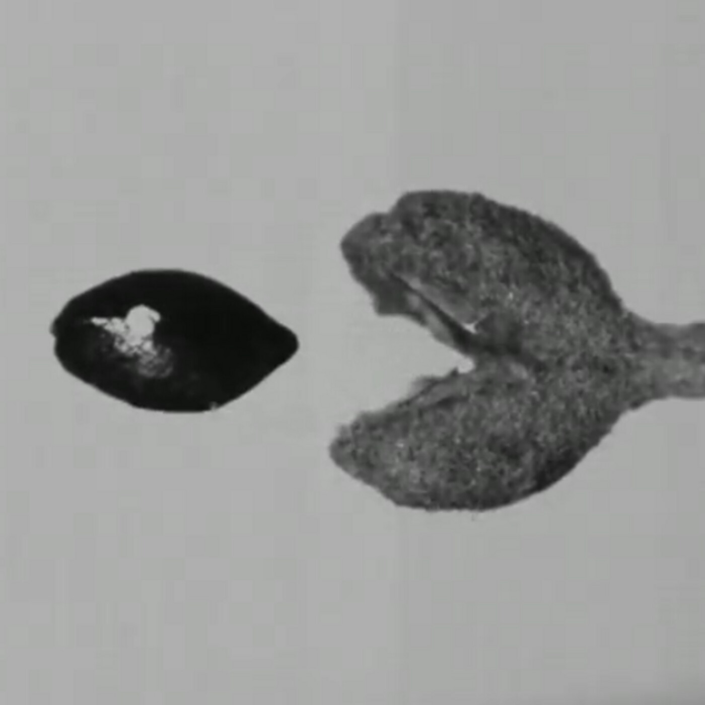 In Defense of Plants Podcast