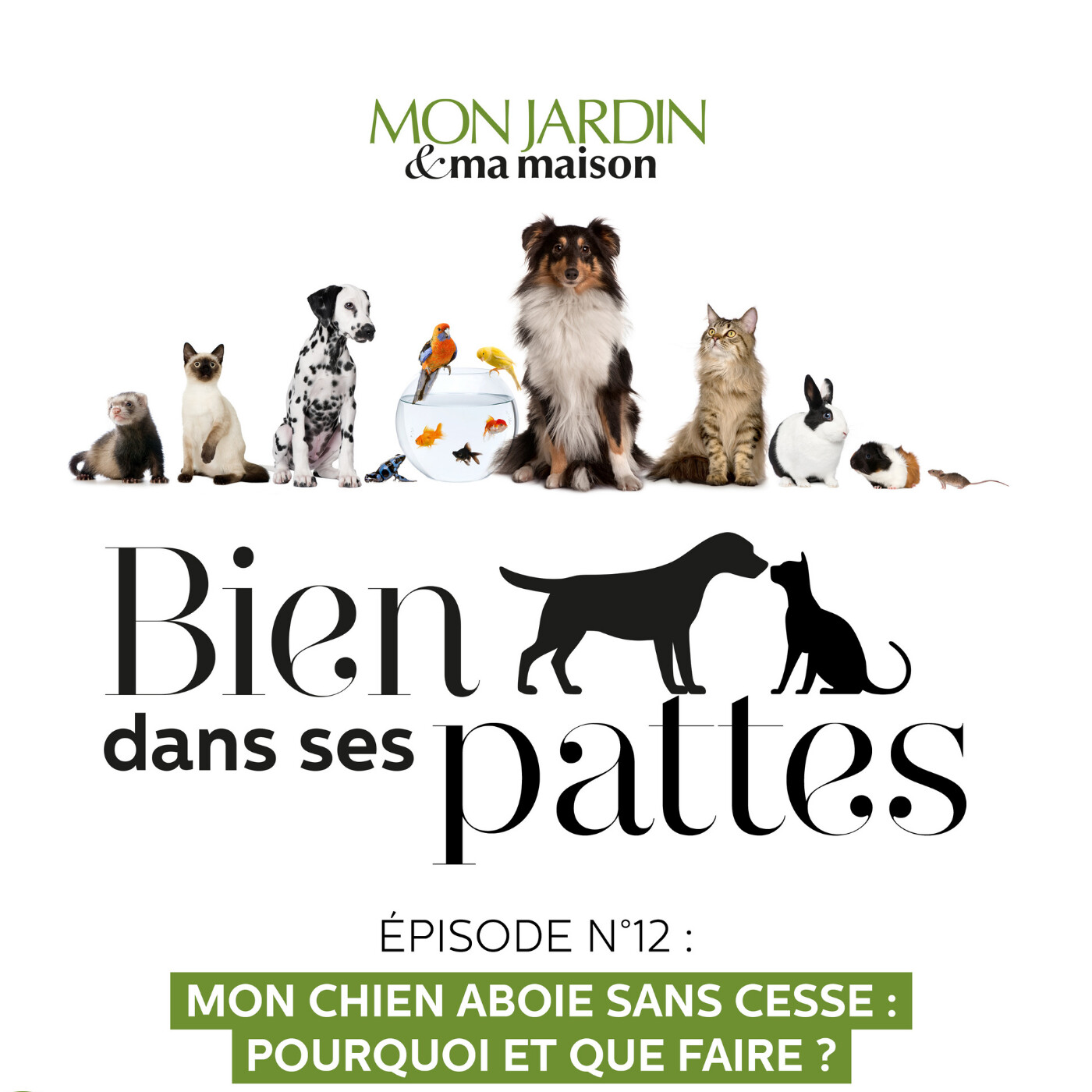 Pourquoi mon chien n'arrête pas d'aboyer ?