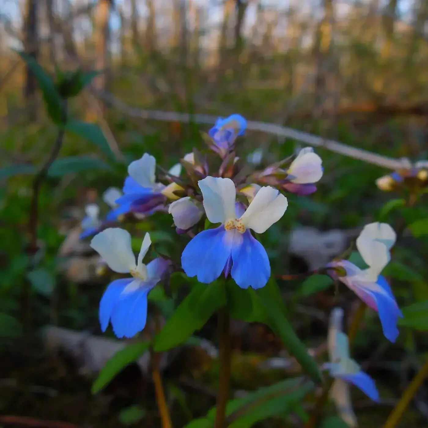 Ep. 366 - Forest Herbs in a Changing World