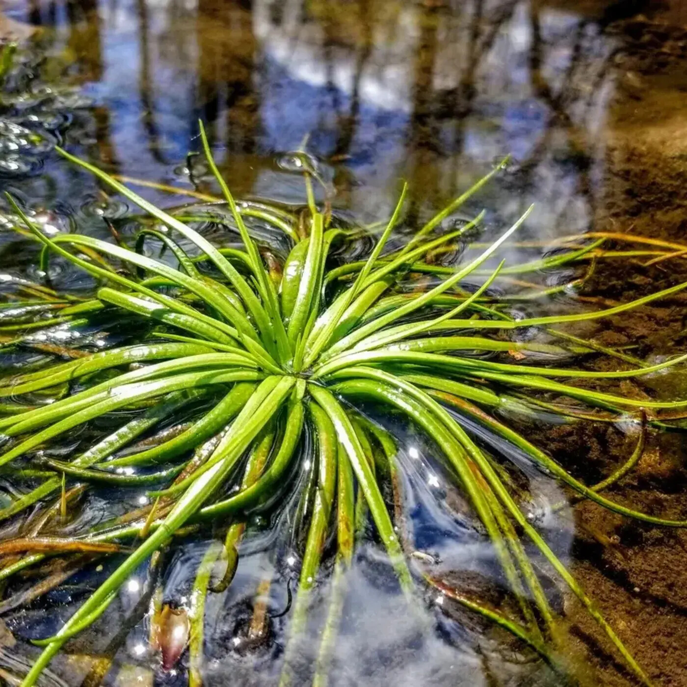 In Defense of Plants Podcast