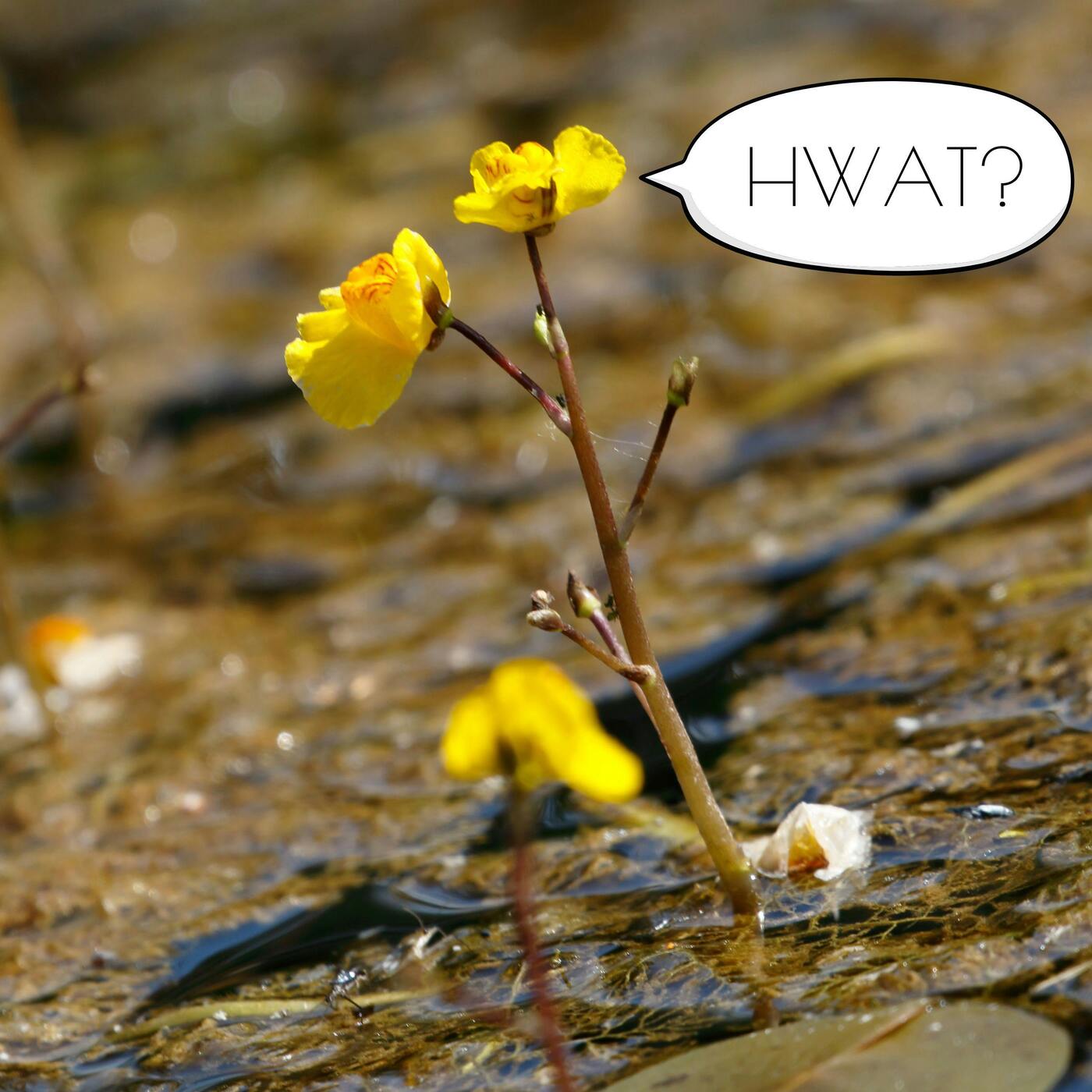 24: I'm Proud to be a Terra Novan