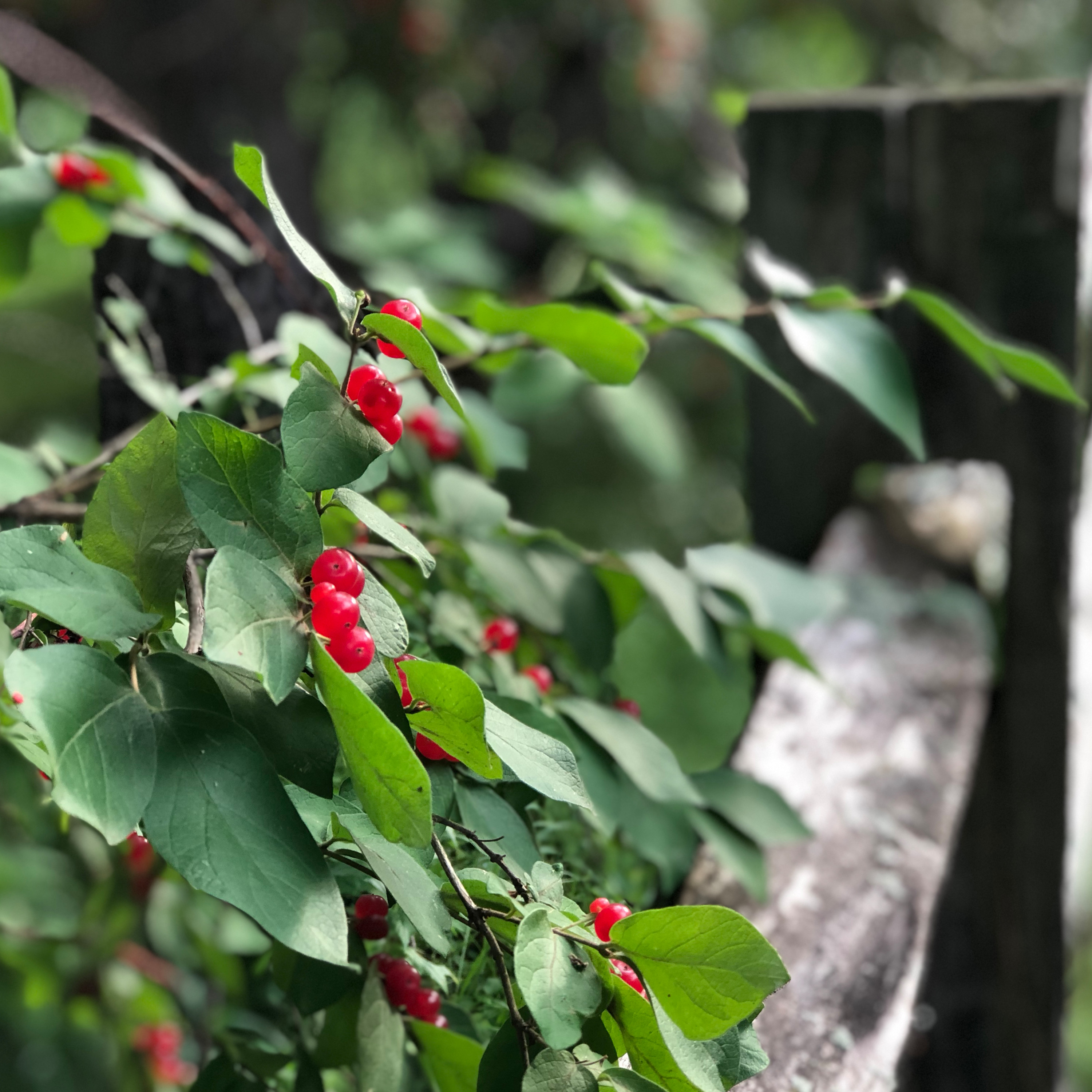 Making the Most of Intent