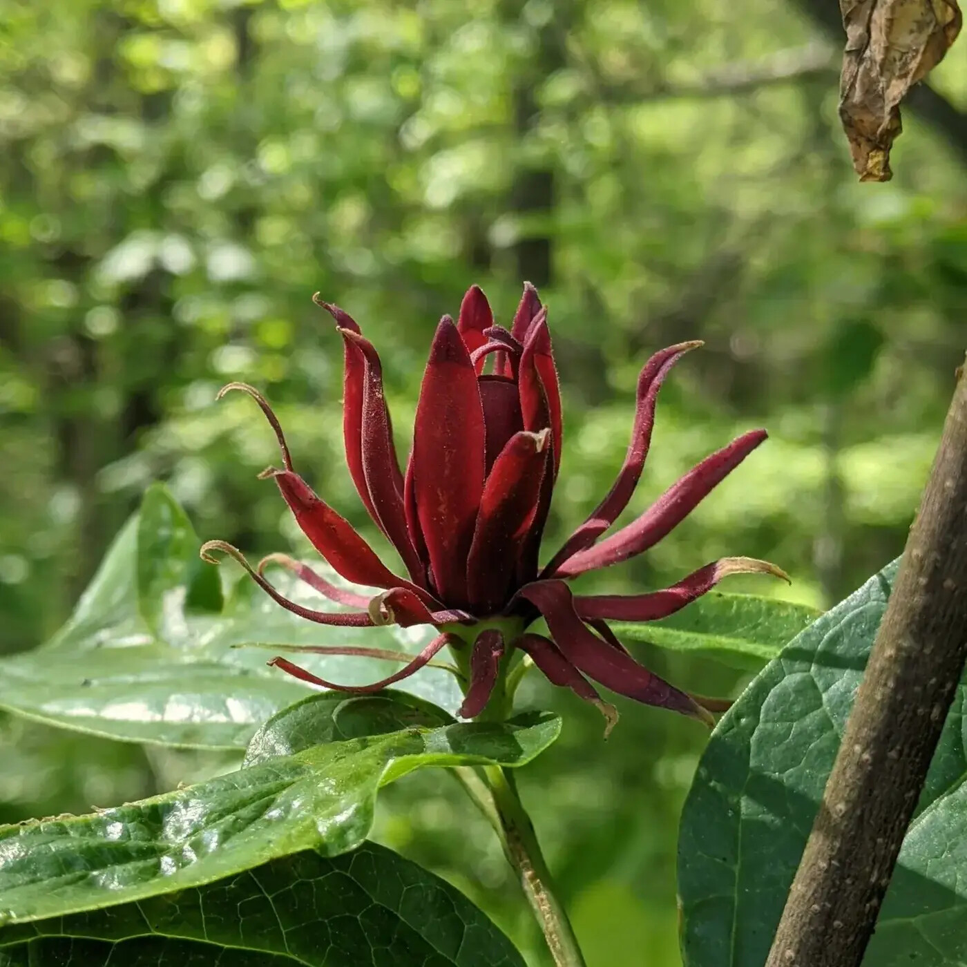 Ep. 353 - A Deep Dive on Some Sweetshrubs