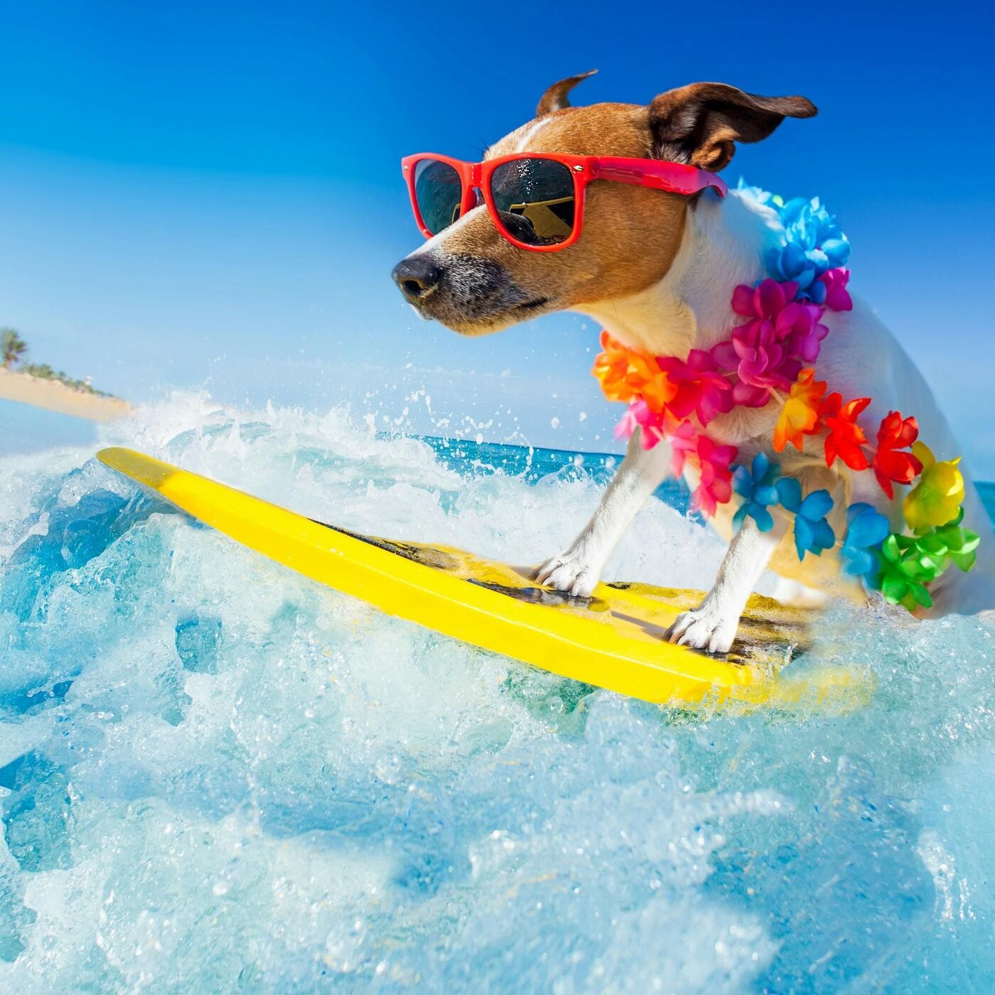 The Magical World Of Surfing