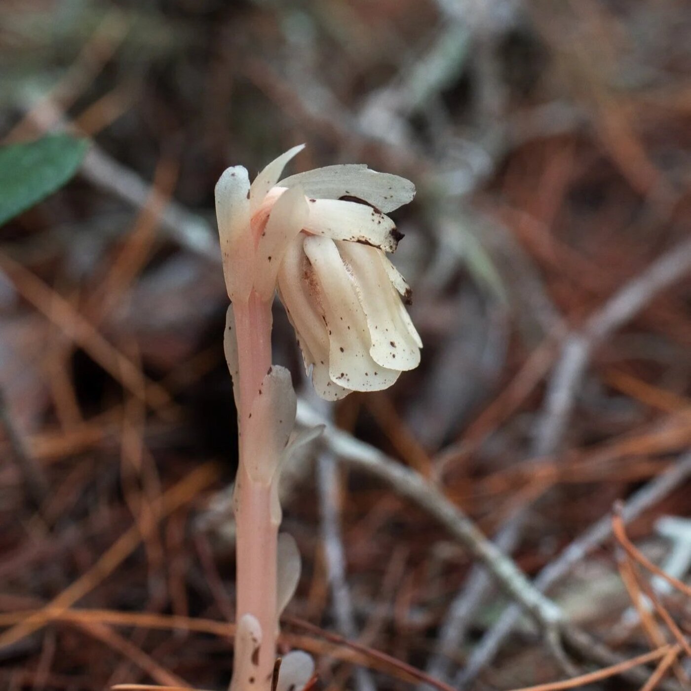 In Defense of Plants Podcast