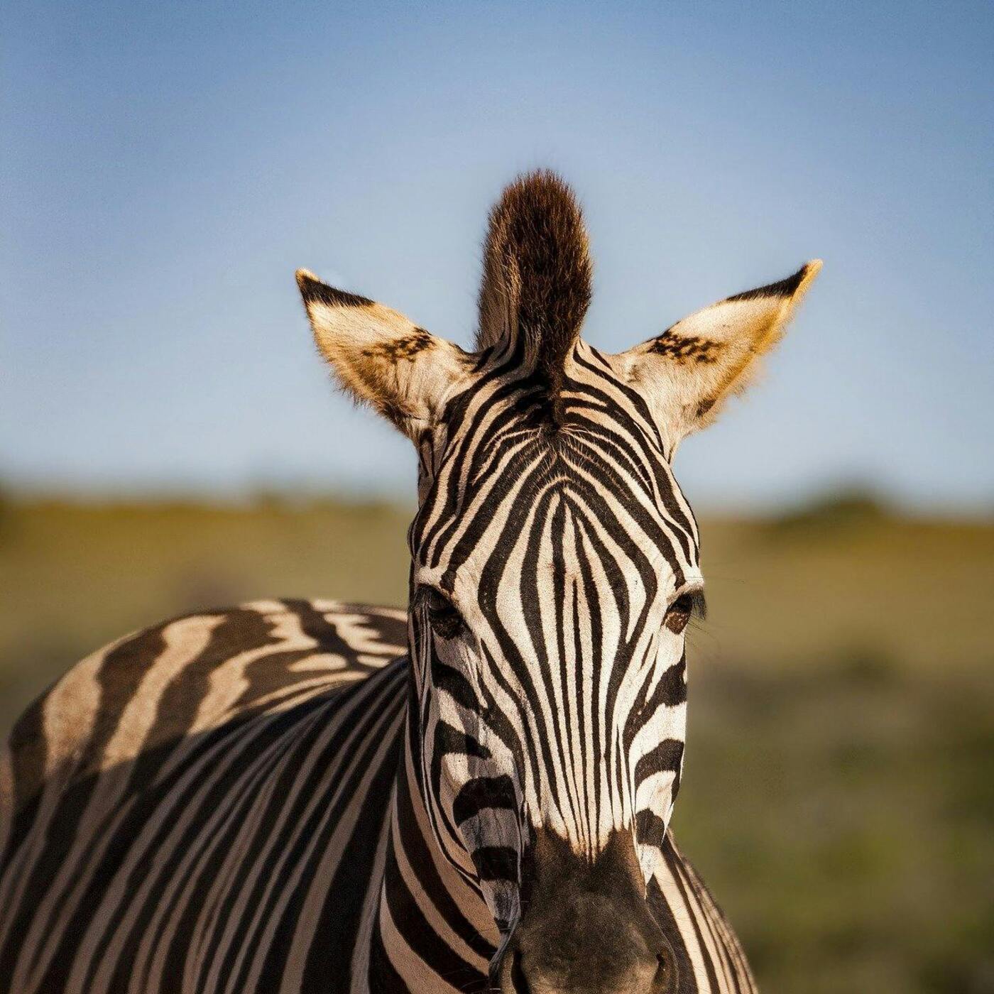 Can a Zebra EVER Change His Stripes? Should We Trust Him To?
