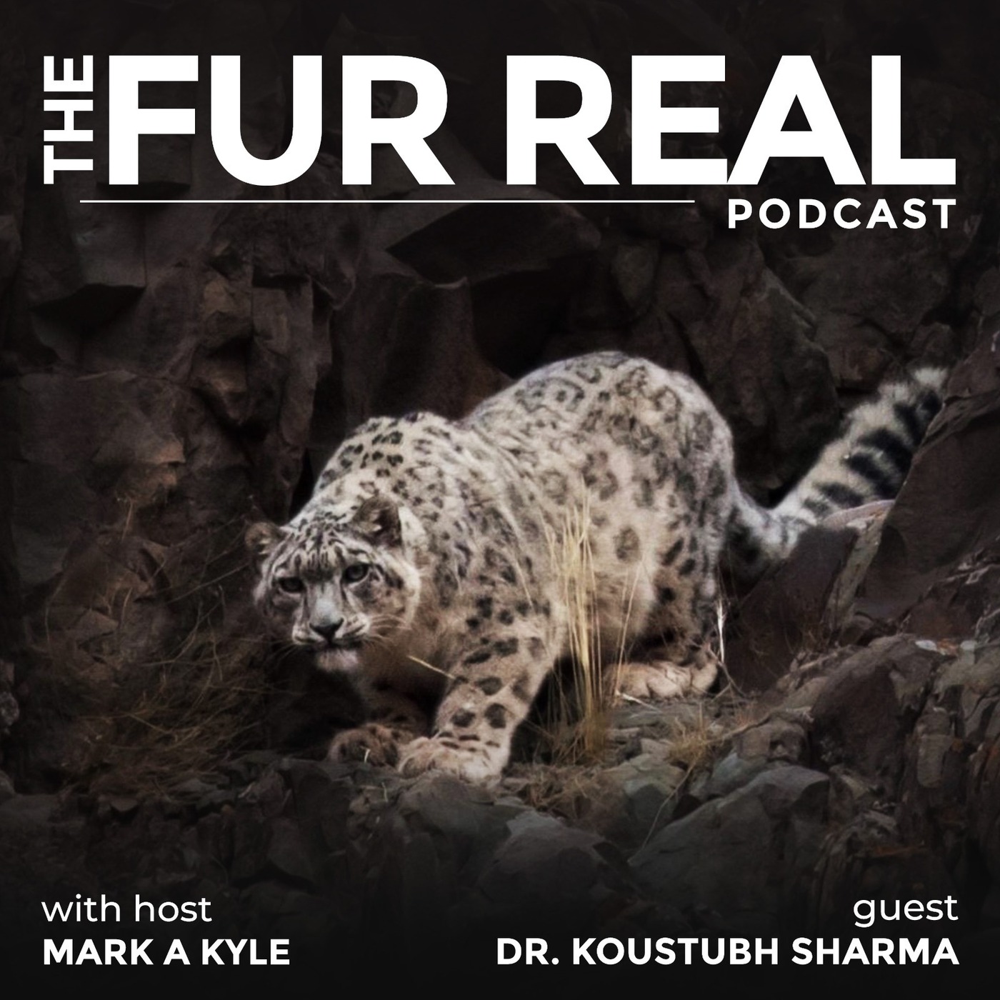 "SNOW LEOPARDS the GHOSTS OF THE MOUNTAINS" with Dr. Koustubh Sharma