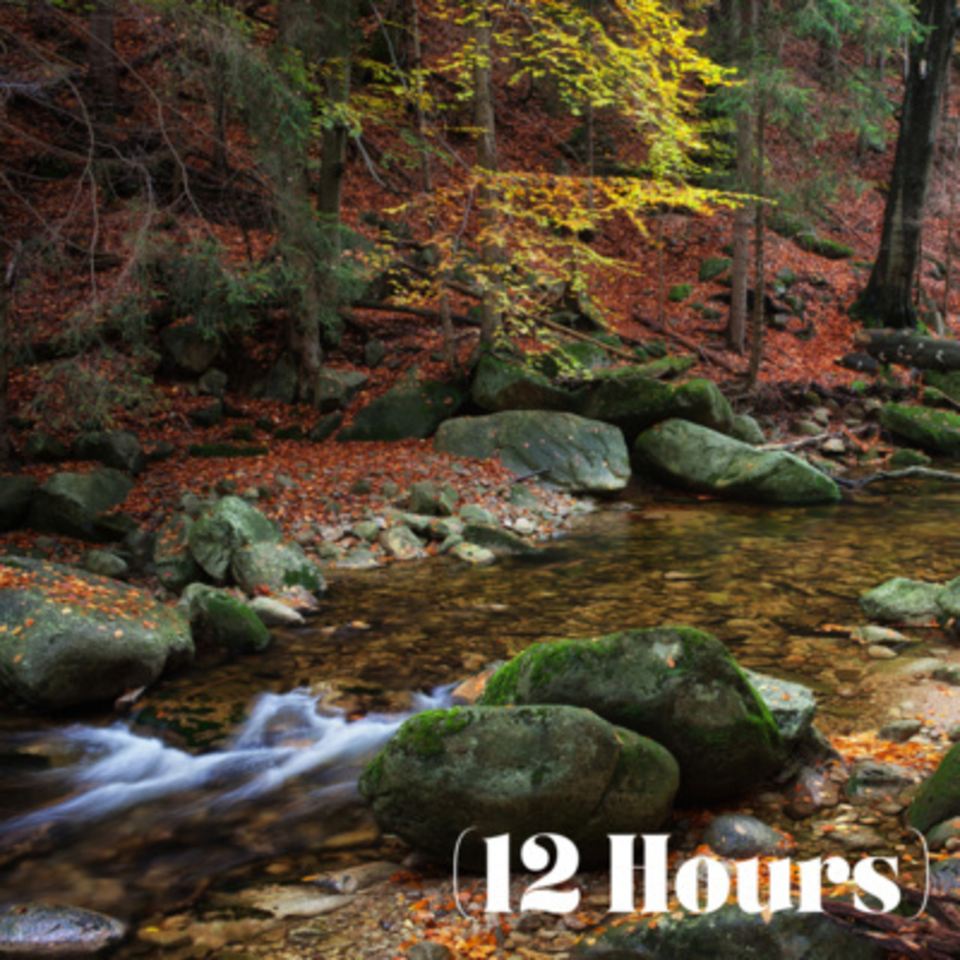 Gentle Creek in Forest | Sleep Sound (12 Hours)