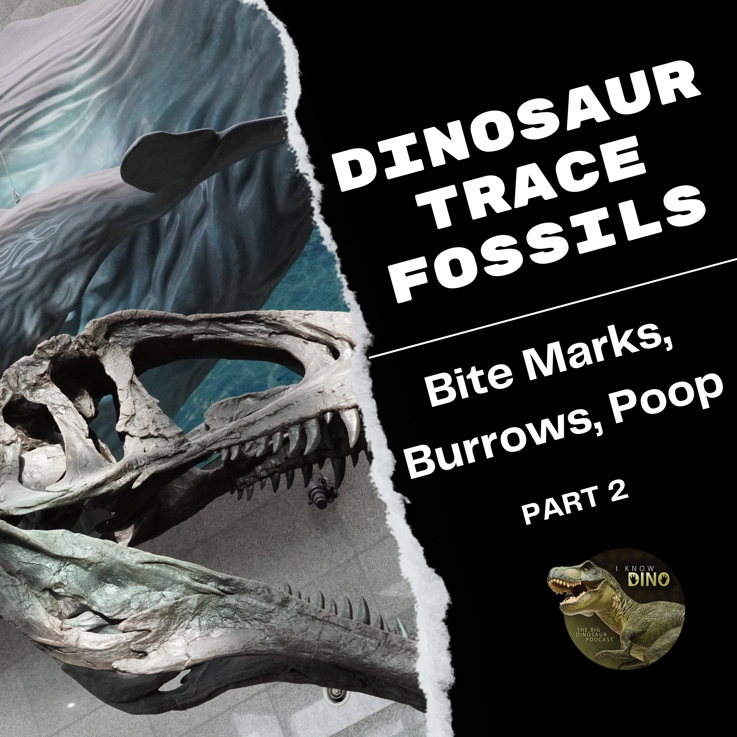 Dino Trace Fossils Part 2: Bite Marks, burrows, scars, and more