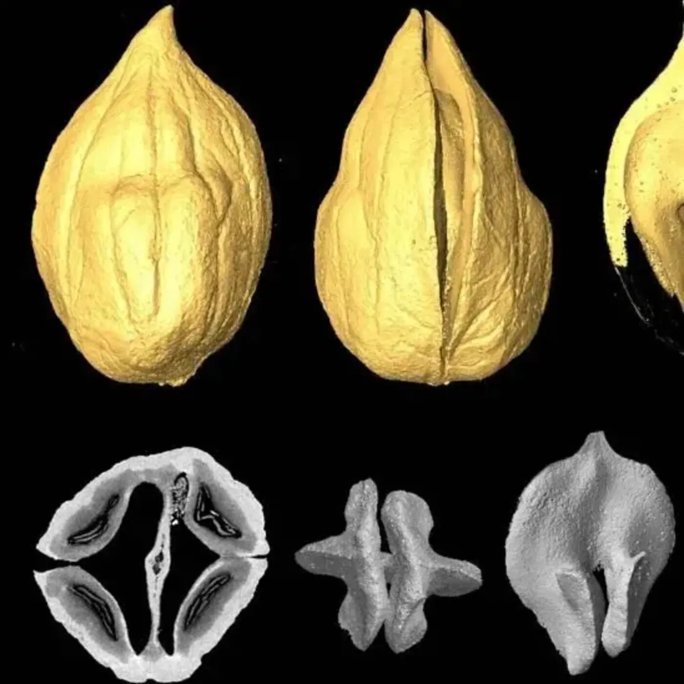 In Defense of Plants Podcast