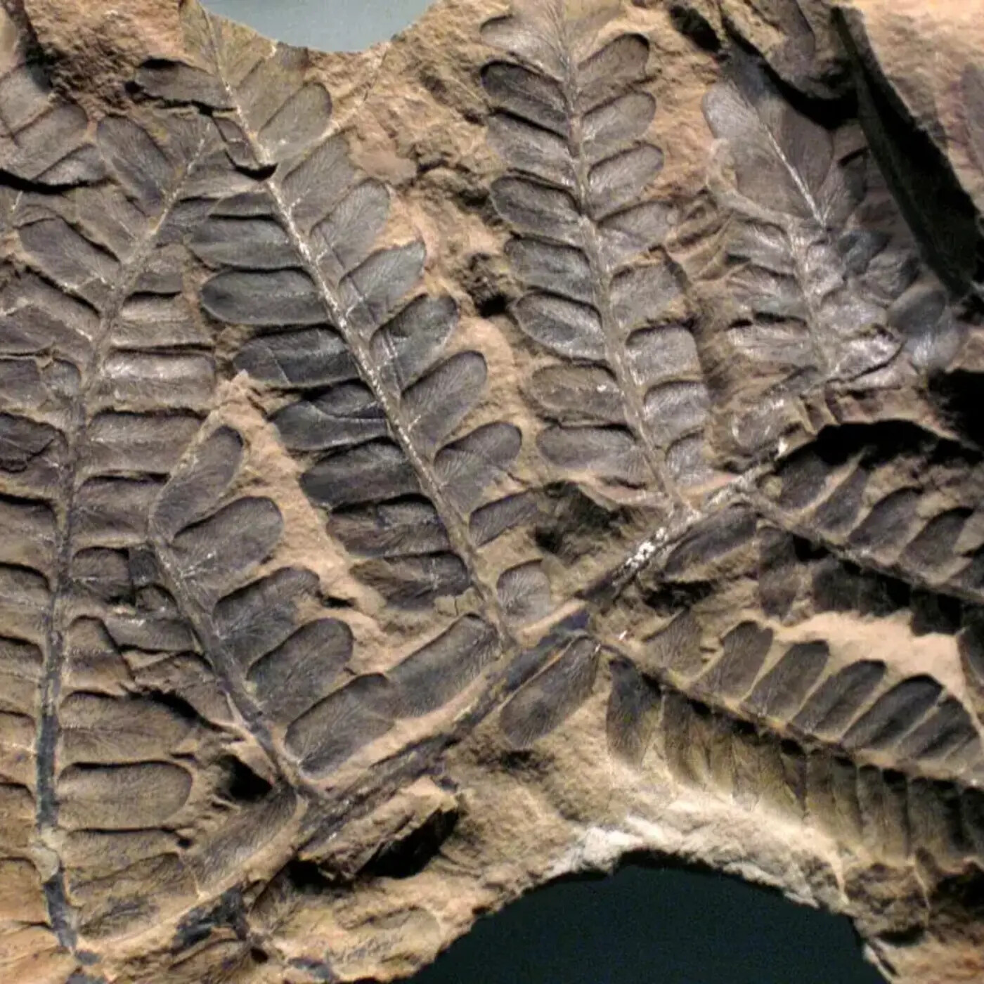 In Defense of Plants Podcast