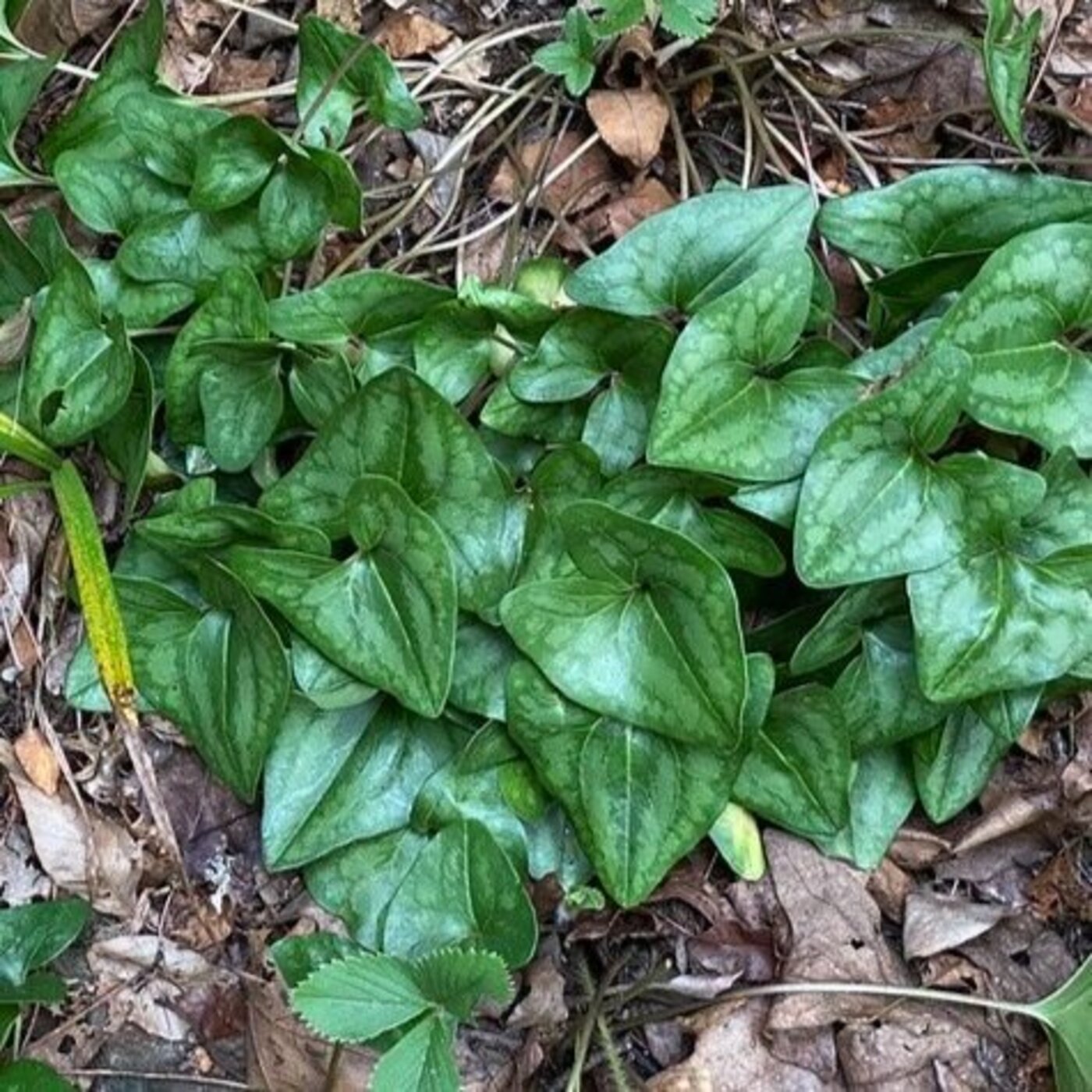 In Defense of Plants Podcast