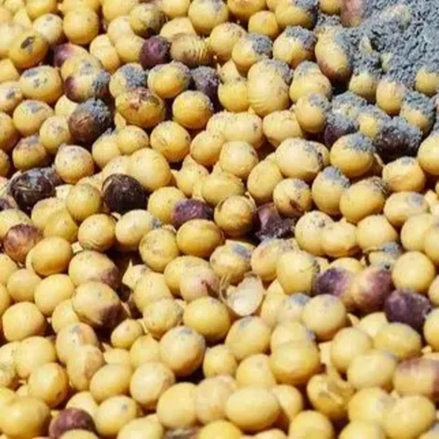 In Defense of Plants Podcast