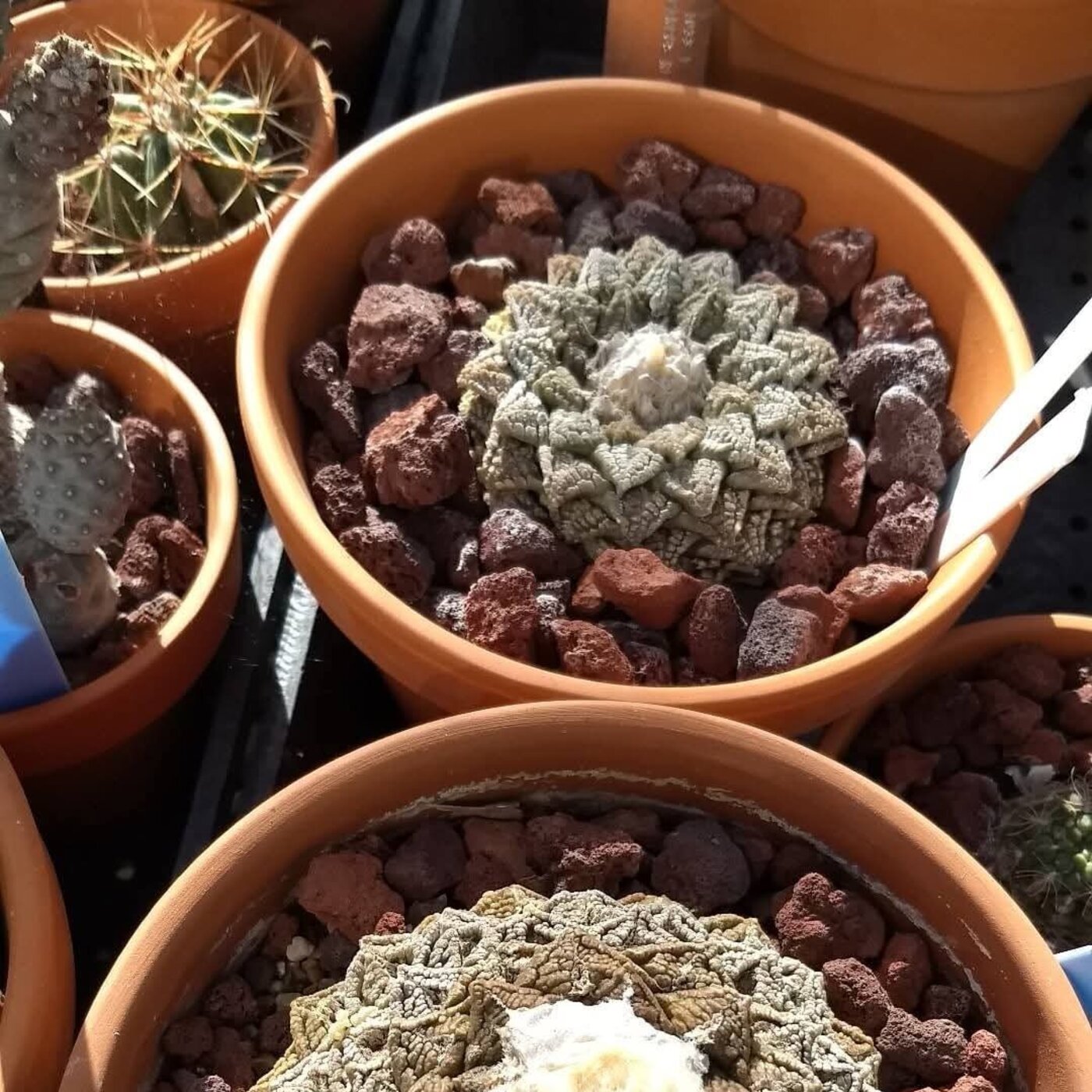 In Defense of Plants Podcast