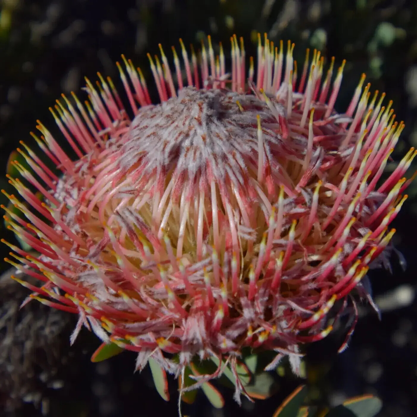 In Defense of Plants Podcast