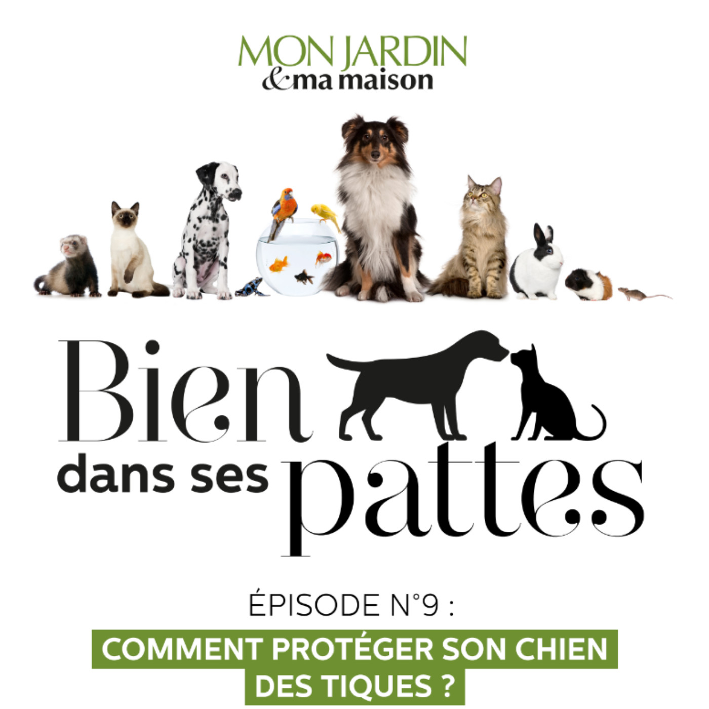 Comment protéger son chien des tiques ?