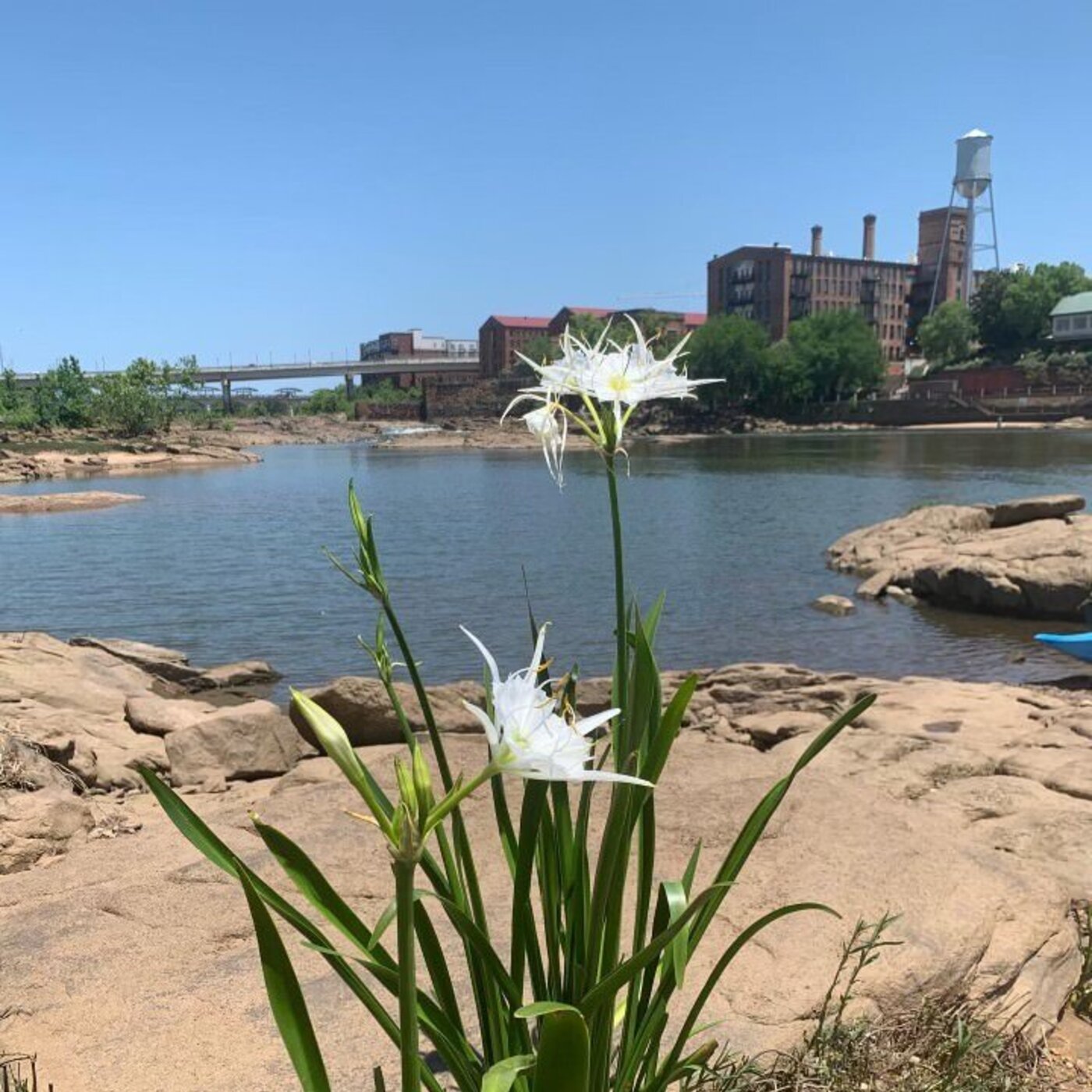 Ep. 437 - Save the Shoal Lily