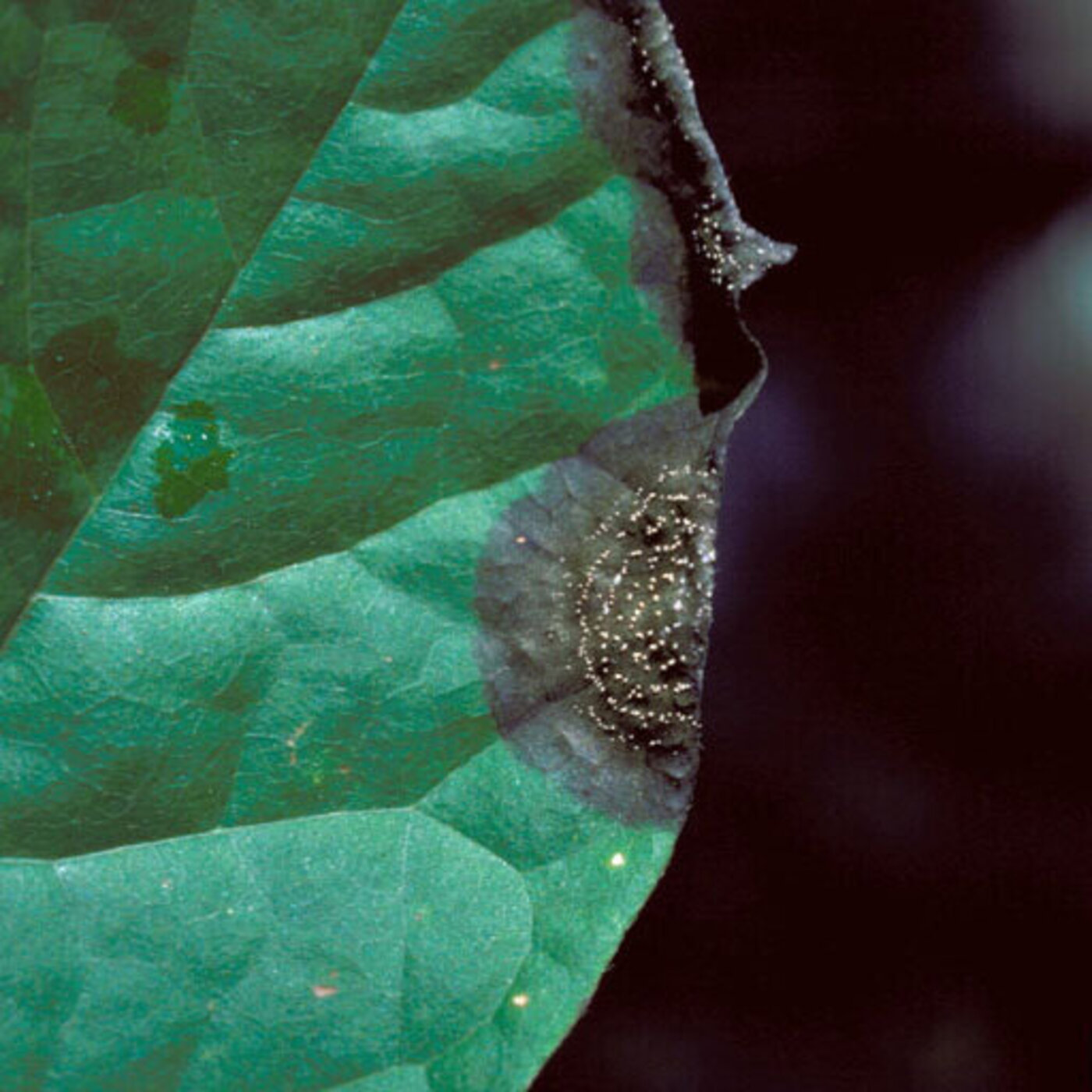 In Defense of Plants Podcast