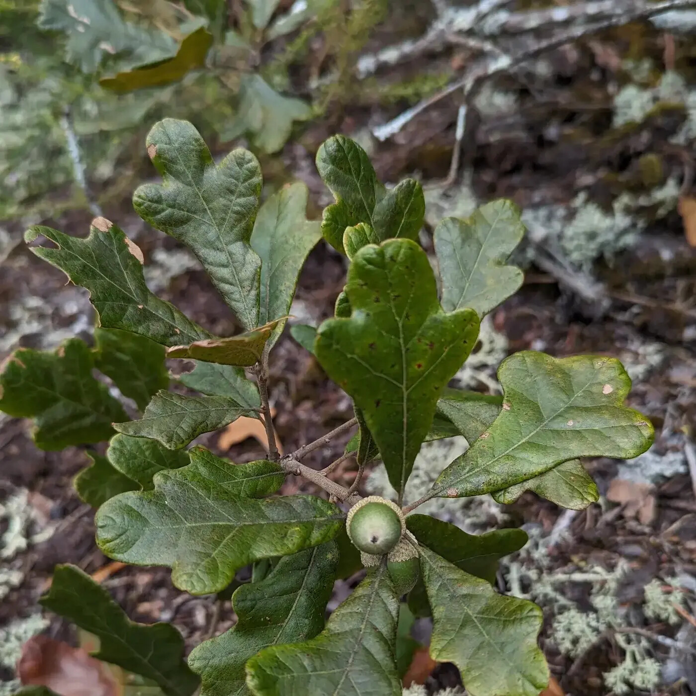 In Defense of Plants Podcast