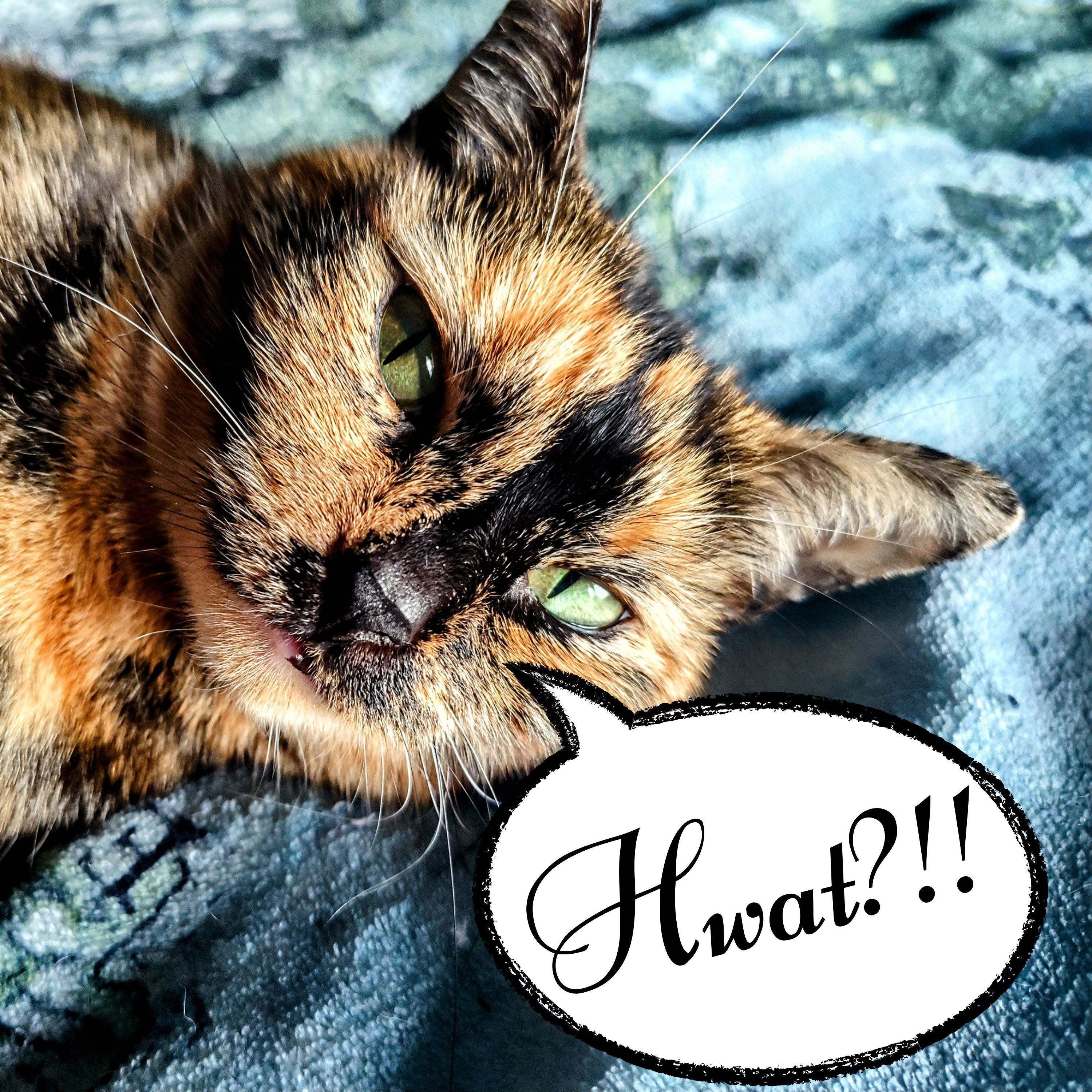 60: Tree Big. Squirrel Frozen.