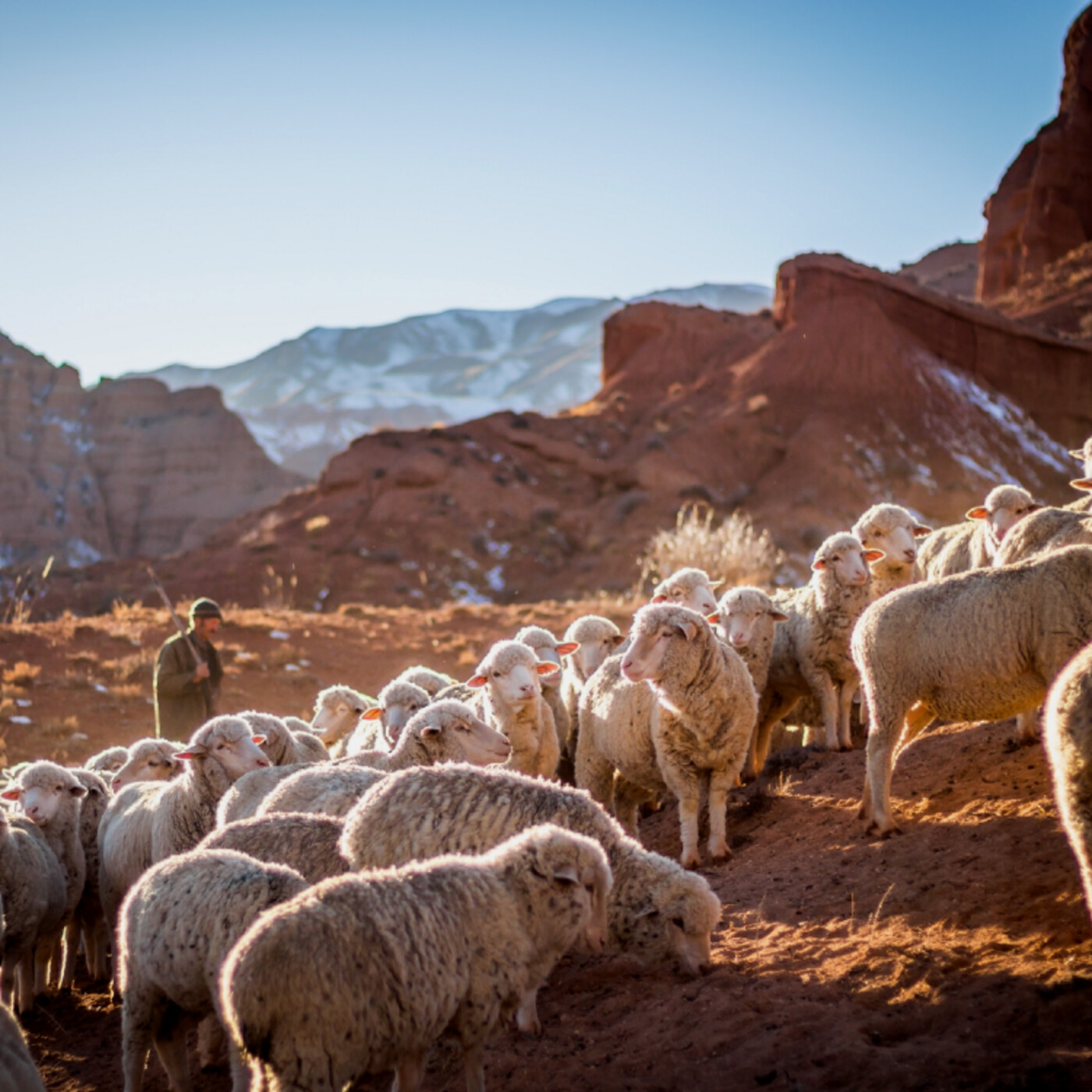 Hebraic Thought in Christmas, Part 2: Humble Moms and Shepherds episode artwork