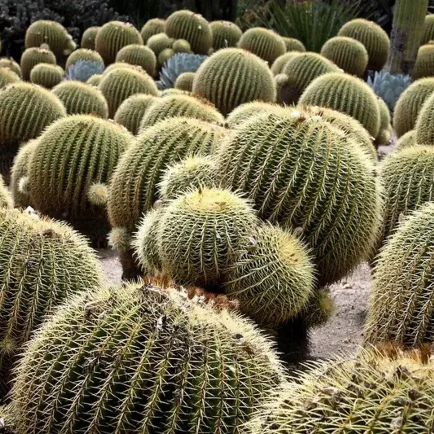 Ep. 364 - The Versatility of Living Plant Collections