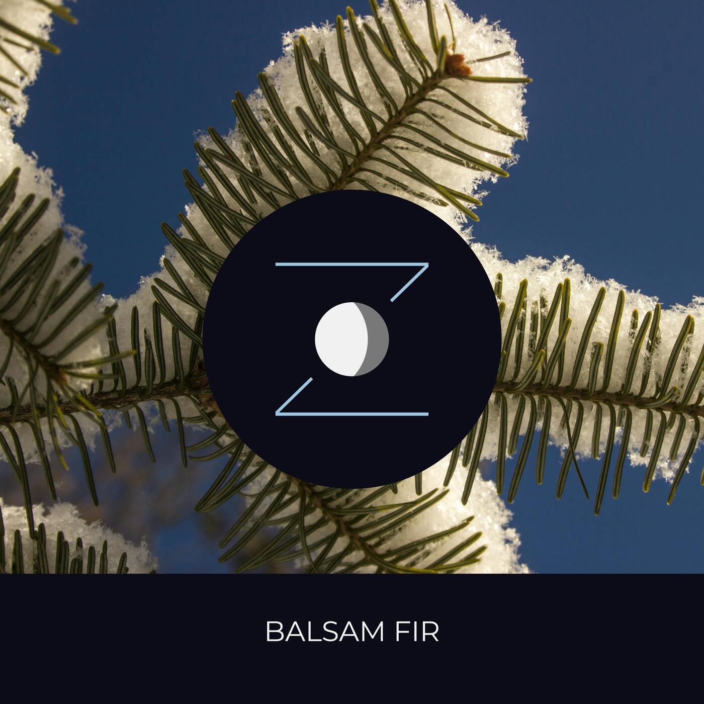 Balsam Fir episode artwork
