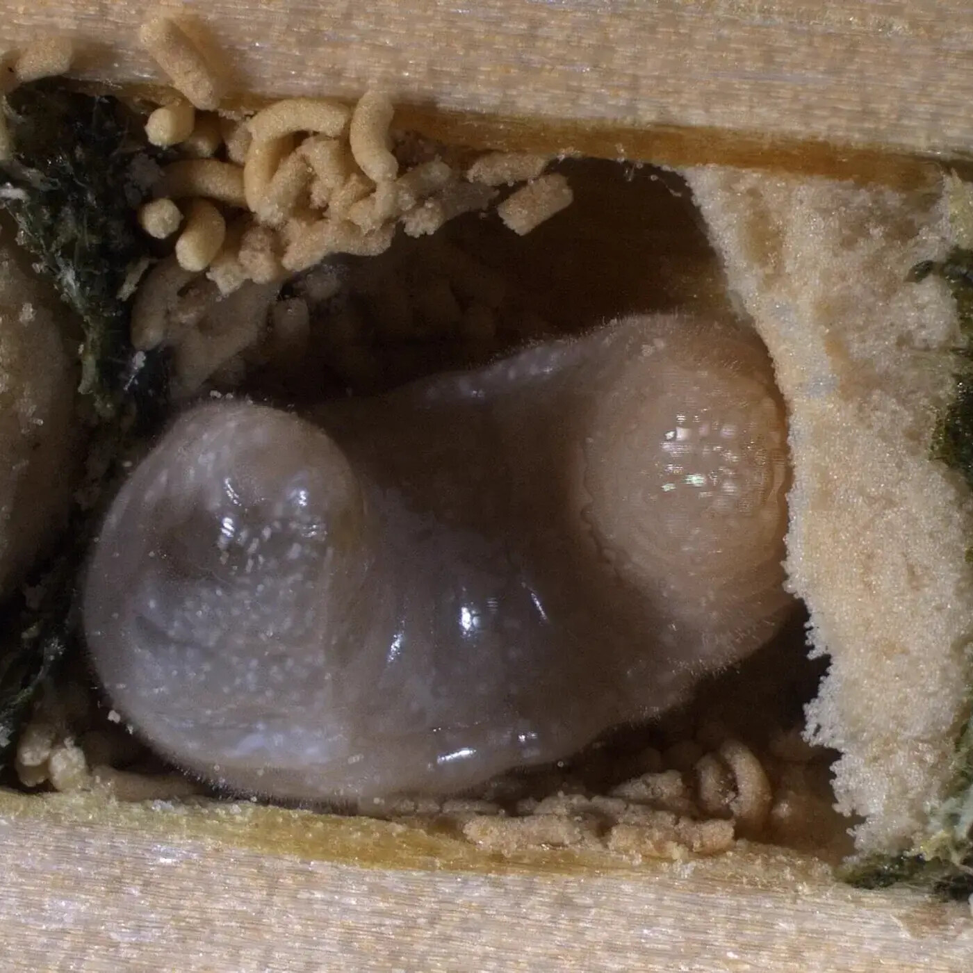 In Defense of Plants Podcast