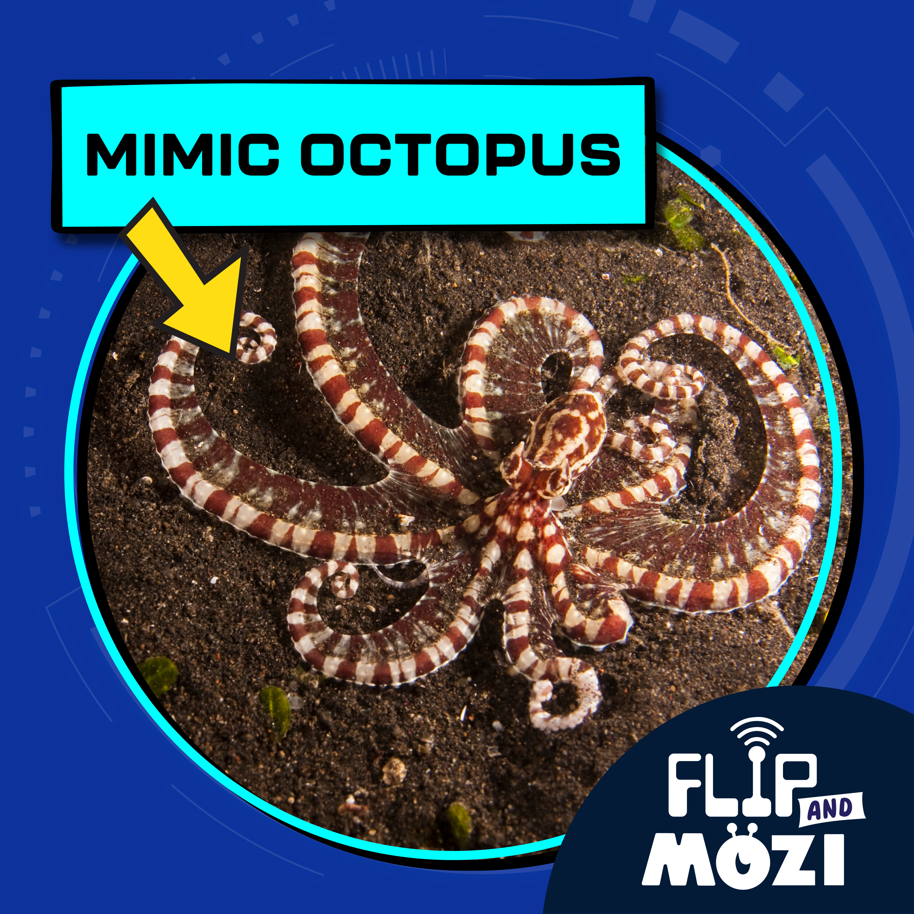 Mimic Octopus (7/3/25)