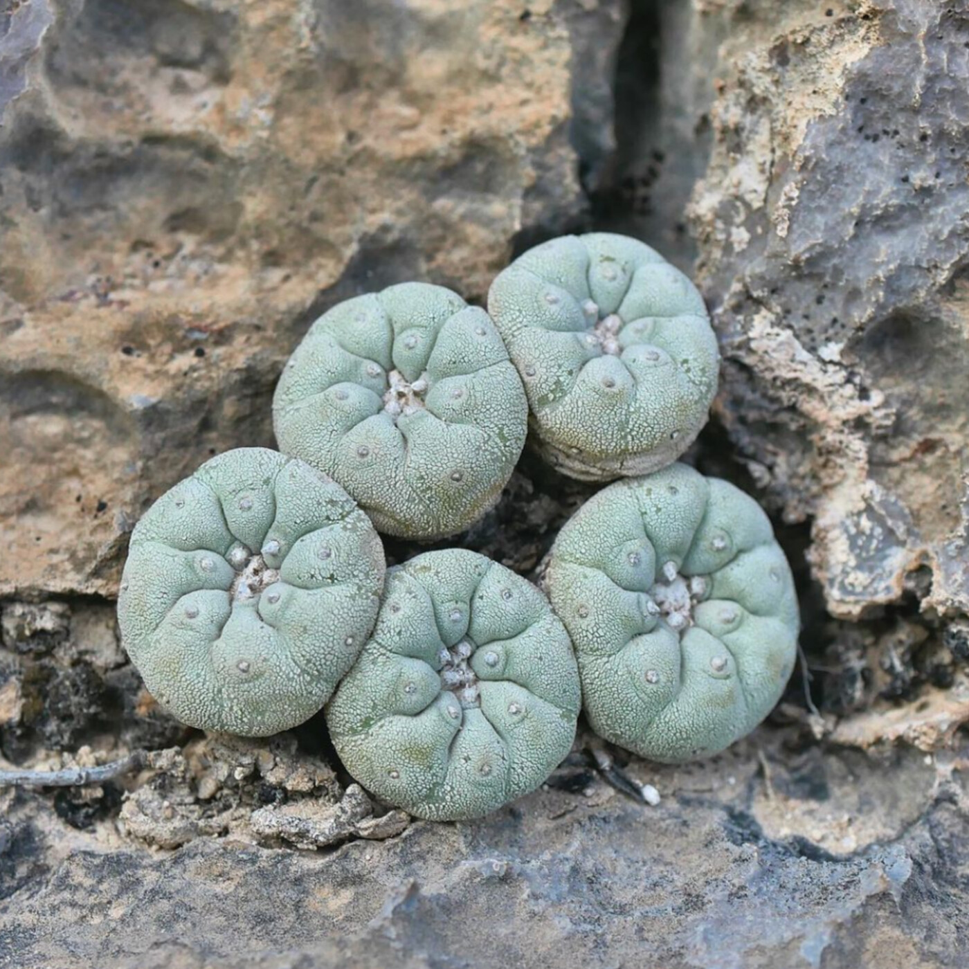 Ep. 323 - Cacti, Microbes, and More!